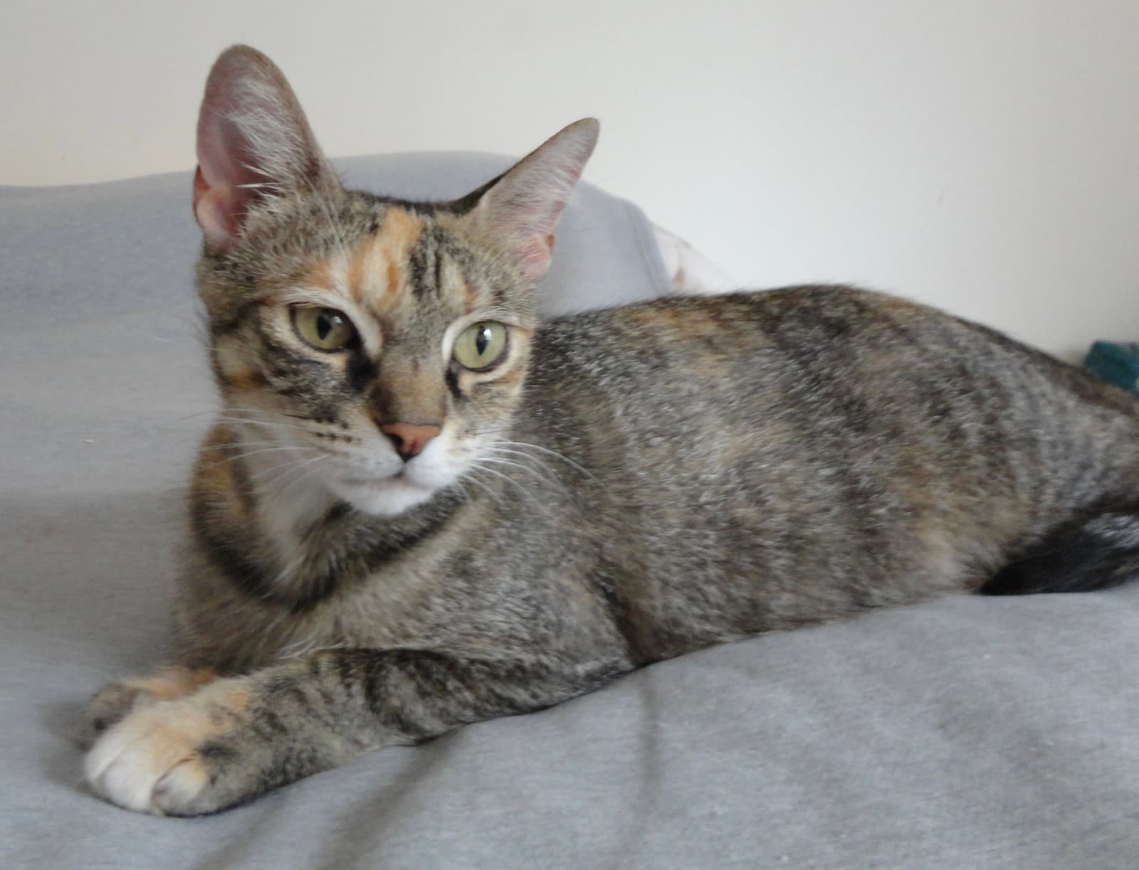 Jo Jo - Torbie