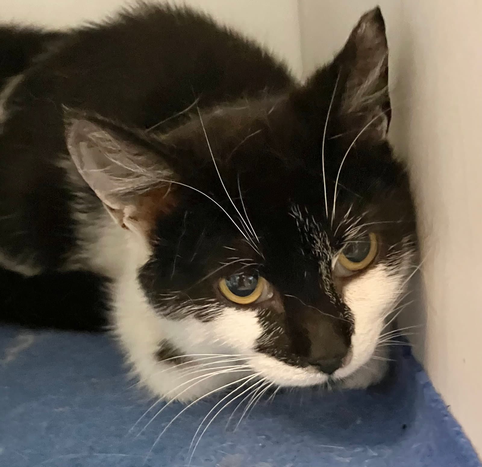 Monty - Kbc Bonded With Jeannae - Domestic Short Hair