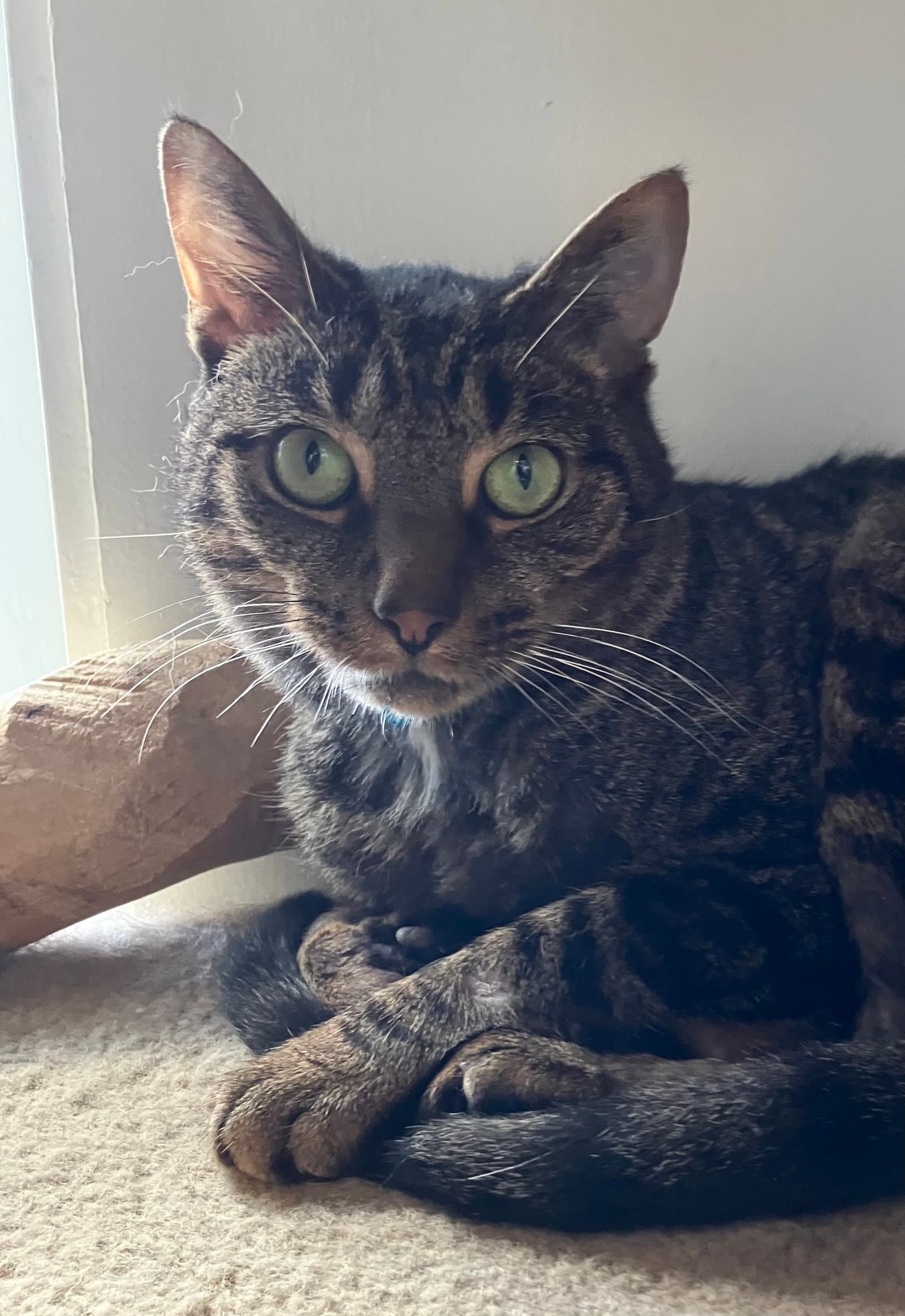 Valencia - Domestic Short Hair