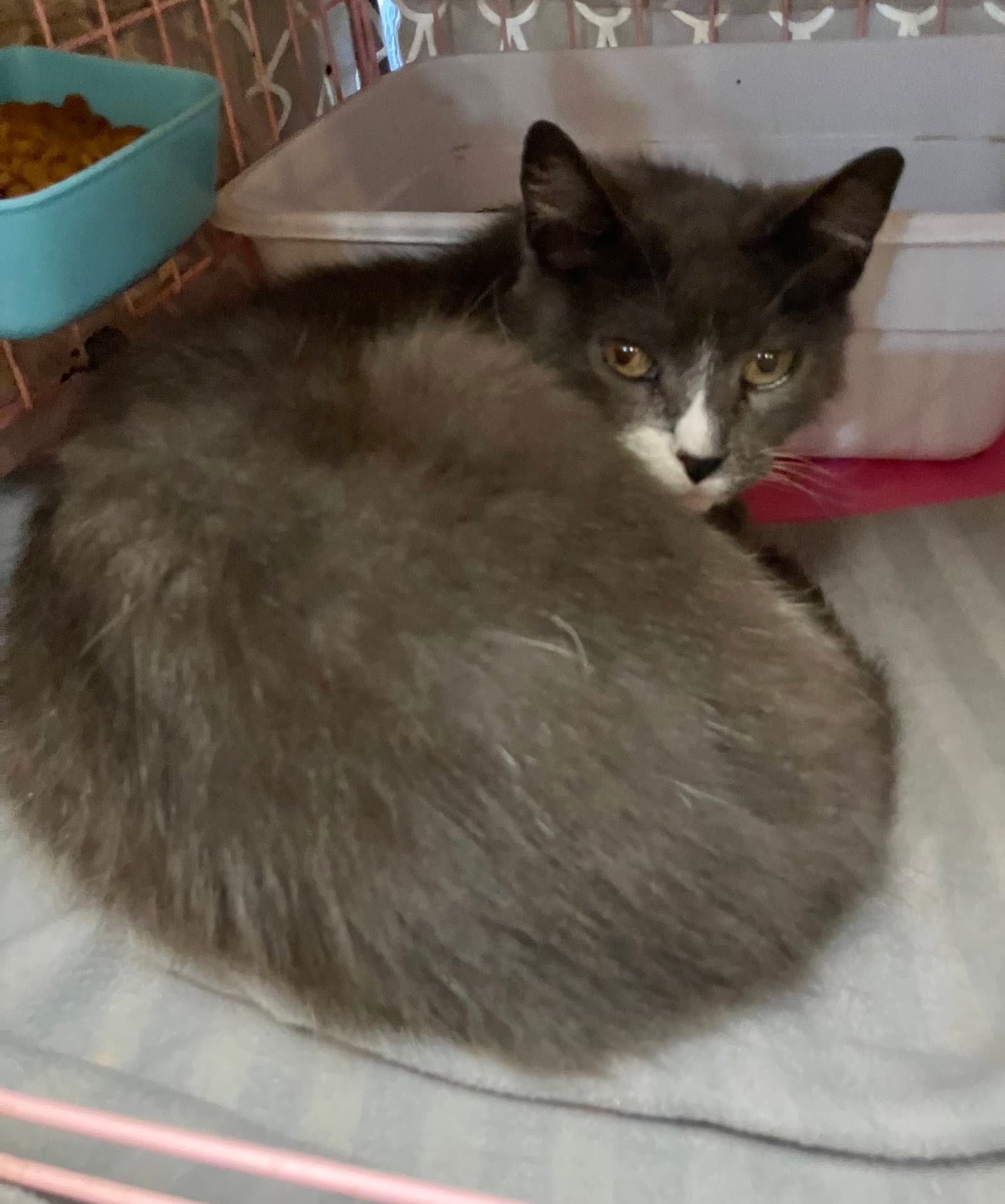 Avery - Domestic Short Hair