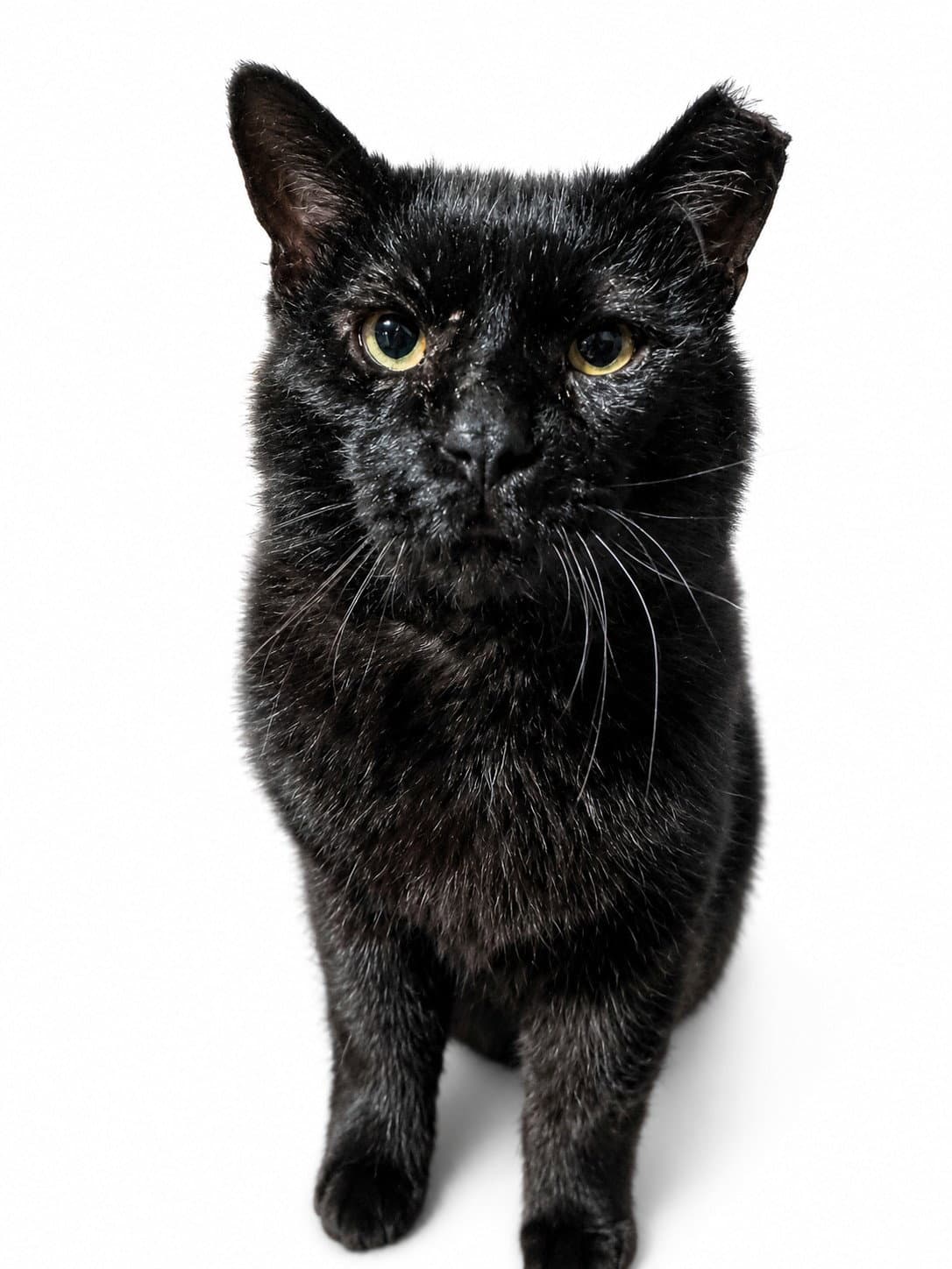 Ulysses Courtesy Post - Domestic Short Hair