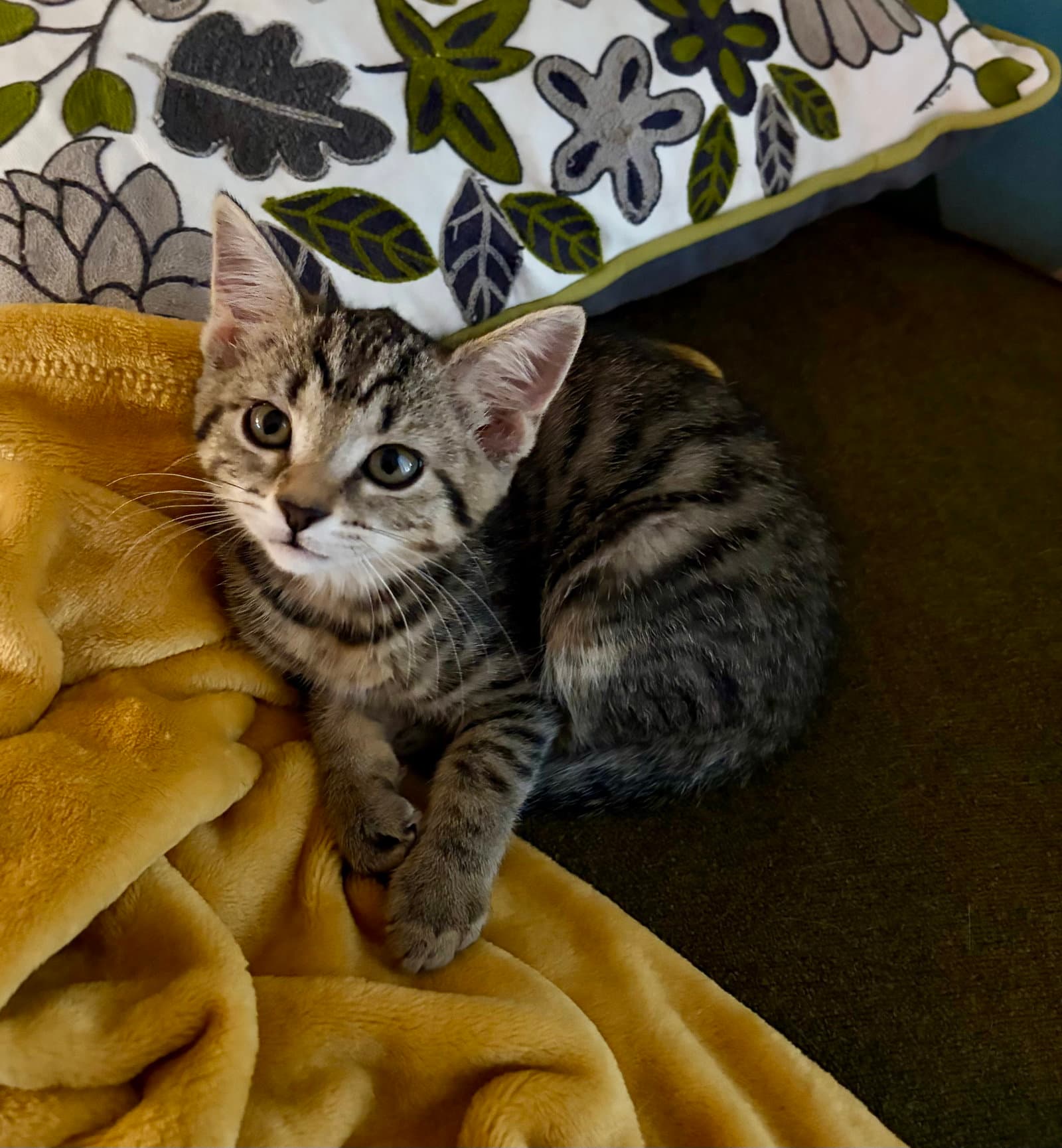 Mandy - Domestic Short Hair
