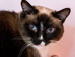 Celeste Bonded To Dipper - Kbc image 1