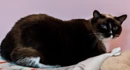 Celeste Bonded To Dipper - Kbc image 2