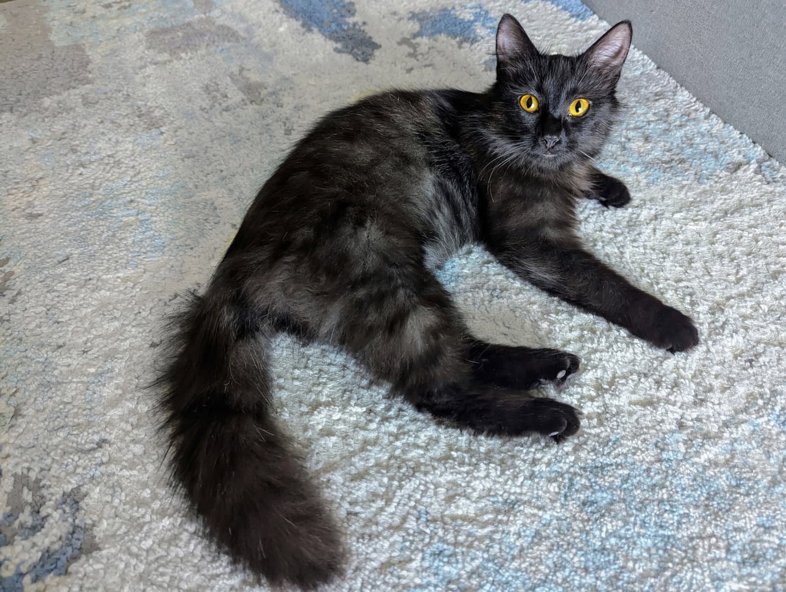Milly - Domestic Medium Hair