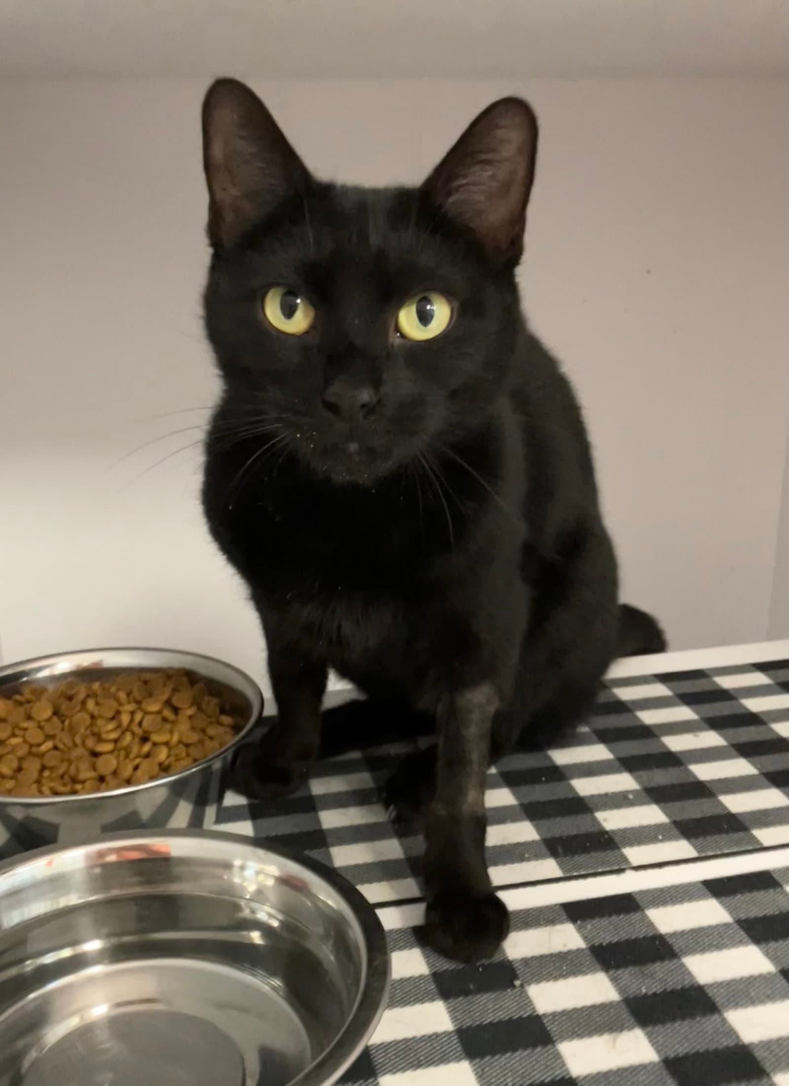 Beatrice - Domestic Short Hair