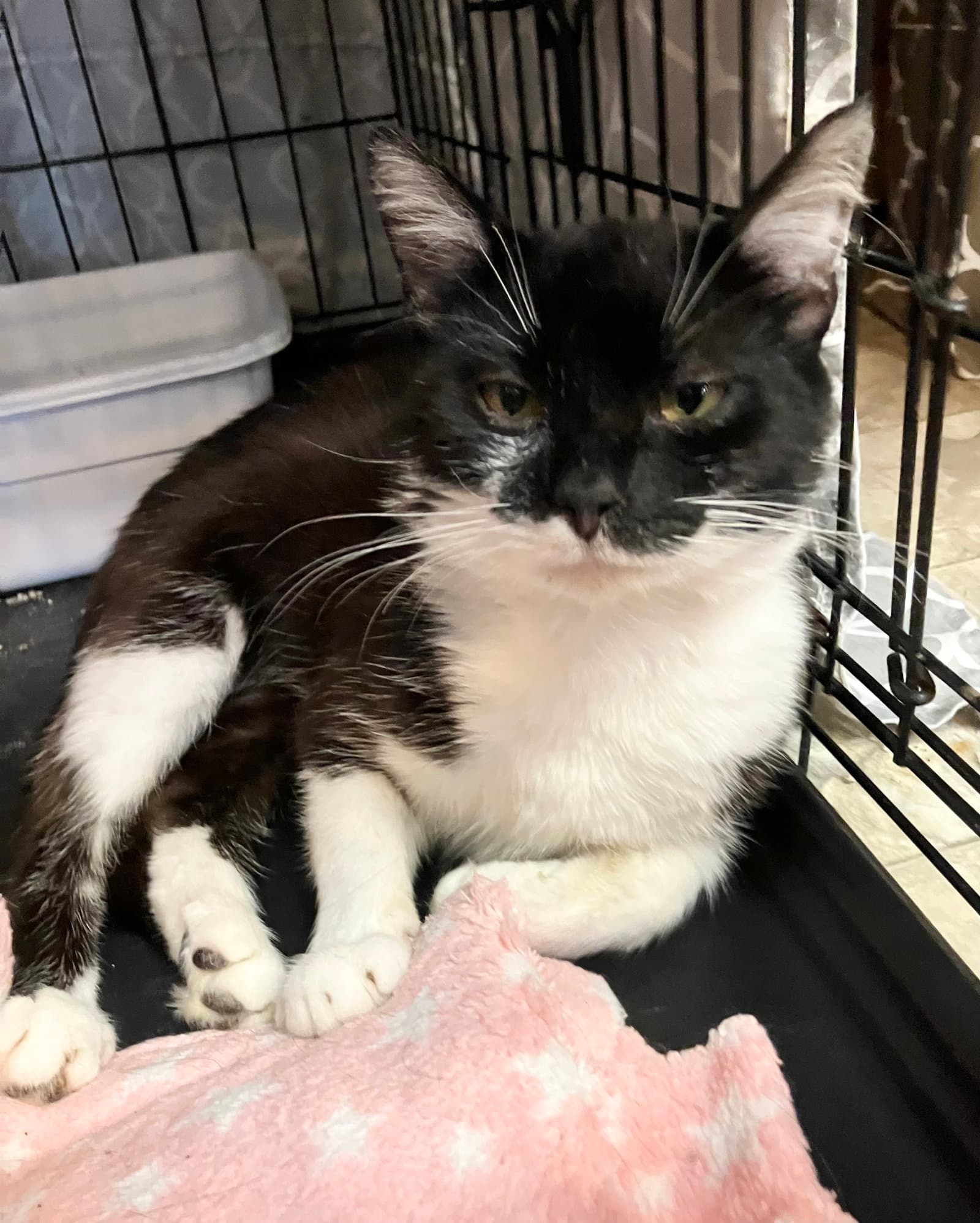 Batcat - Domestic Short Hair