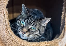 Simon image 1