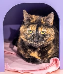 Callie image 1
