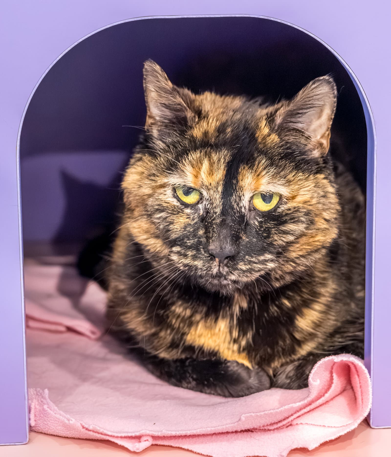 Callie - Calico
