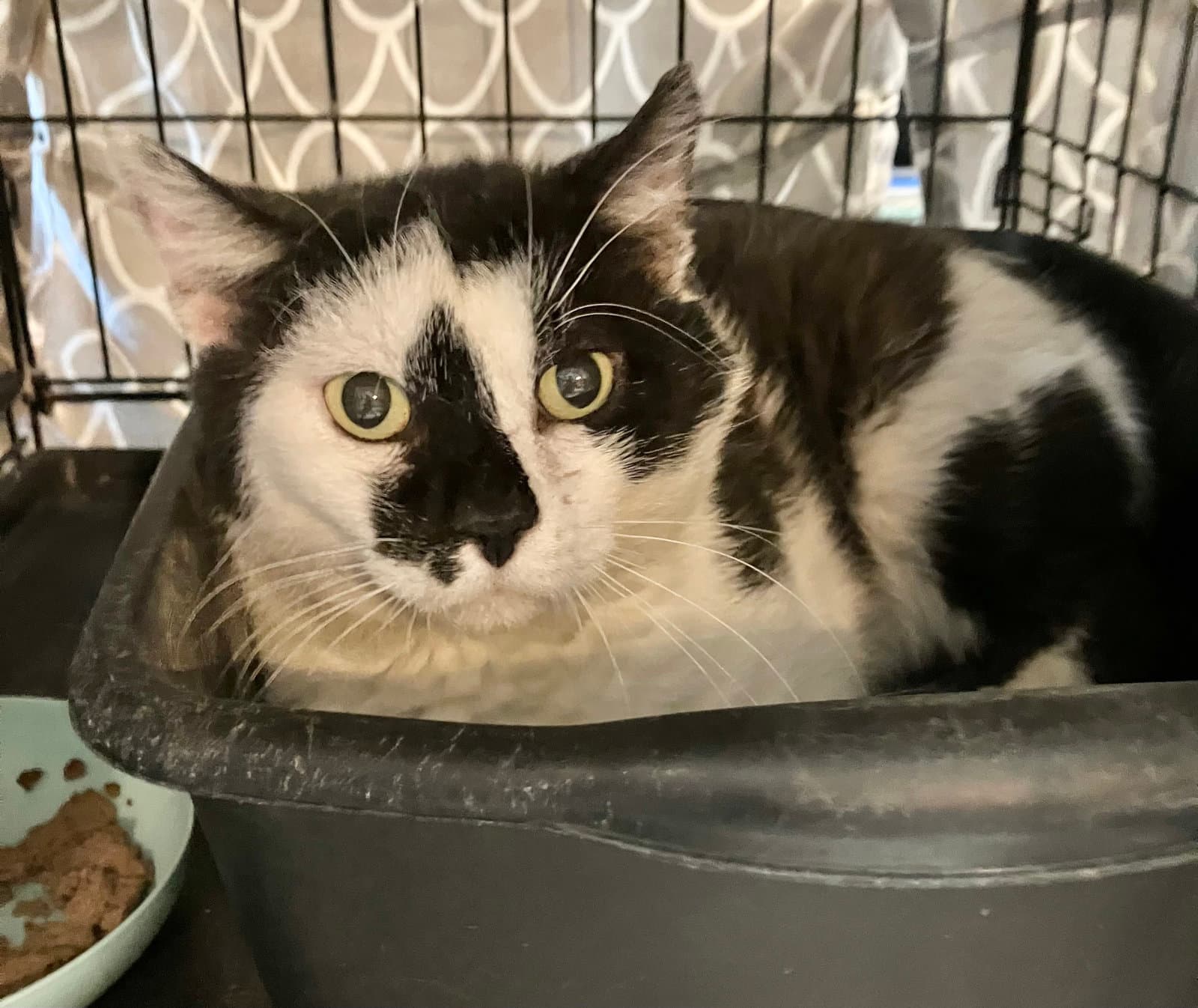 Lenobia - Domestic Short Hair