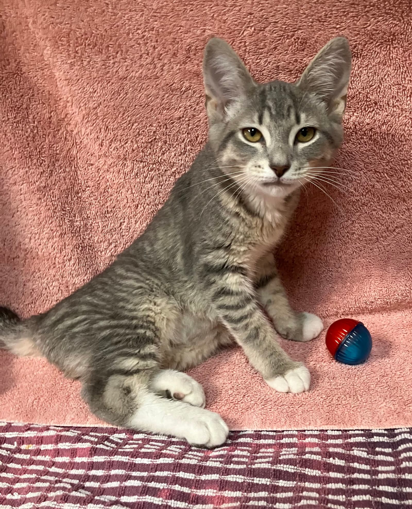 Apple - Domestic Short Hair
