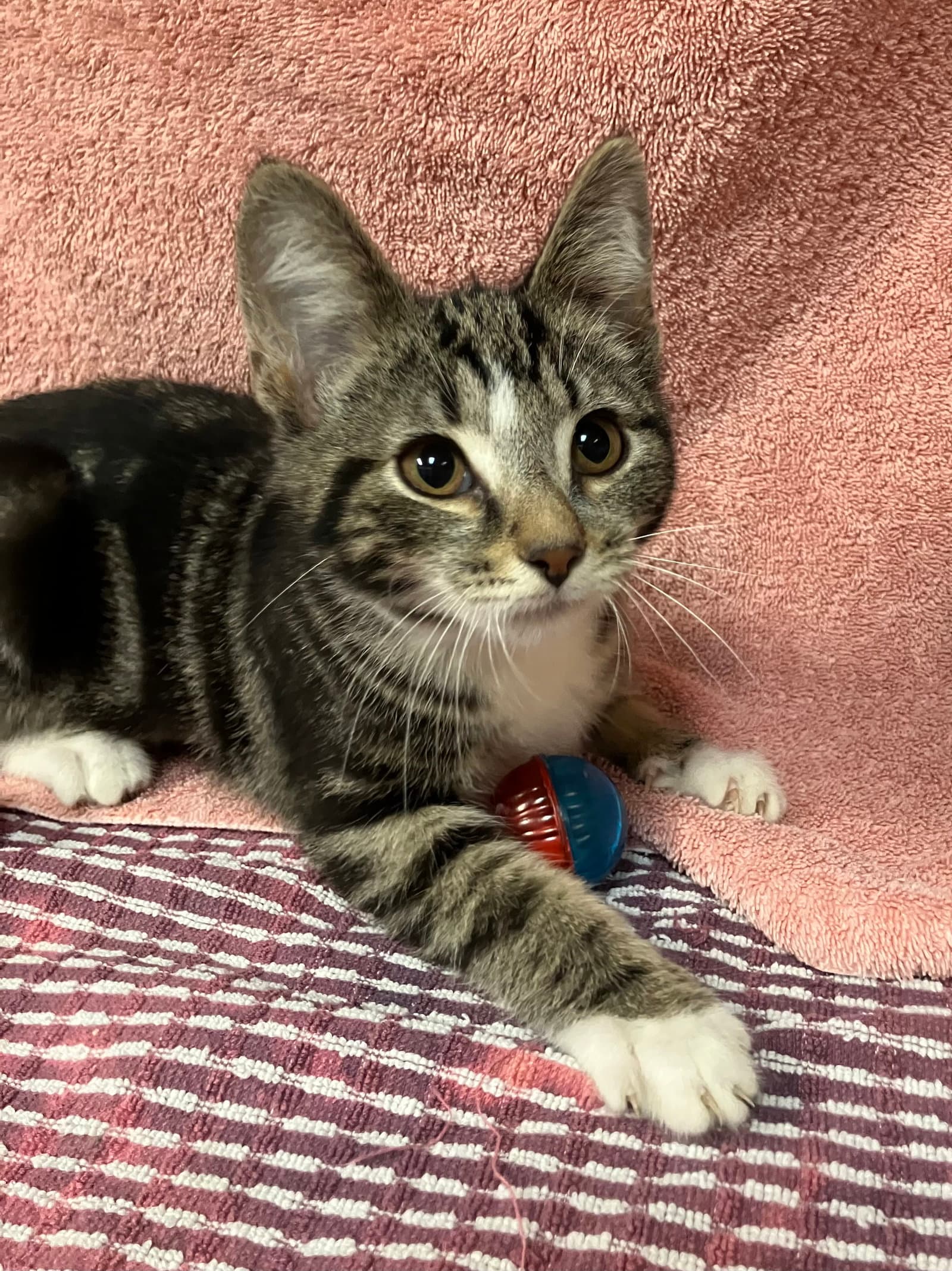 Pear - Domestic Short Hair