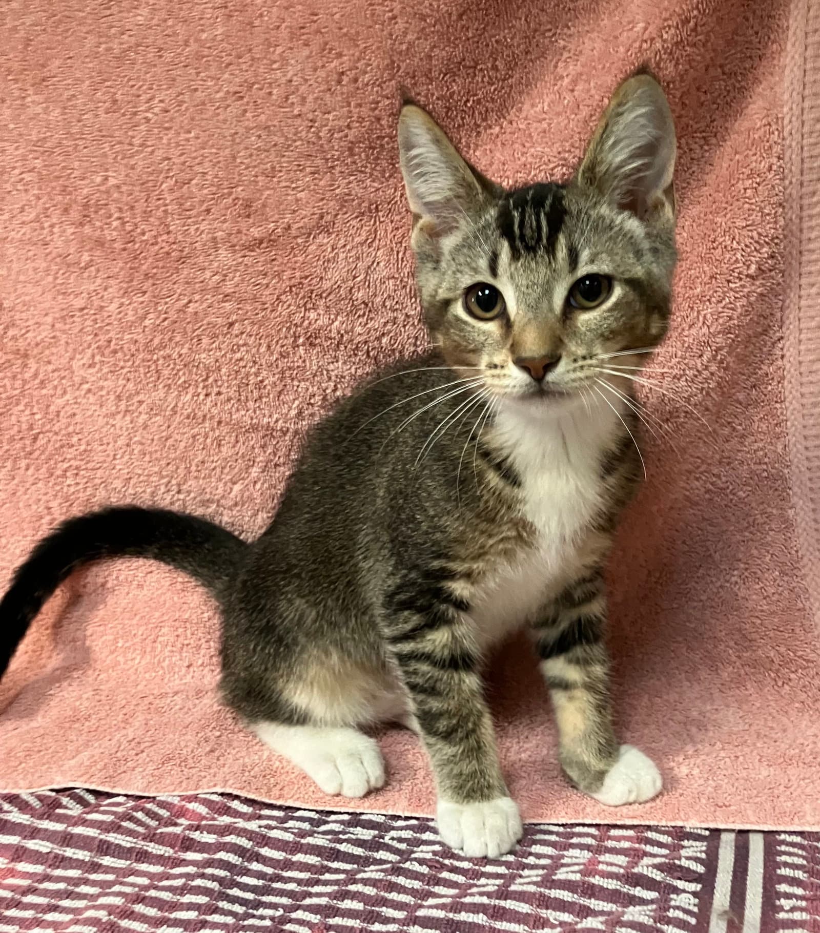 Apricot - Domestic Short Hair