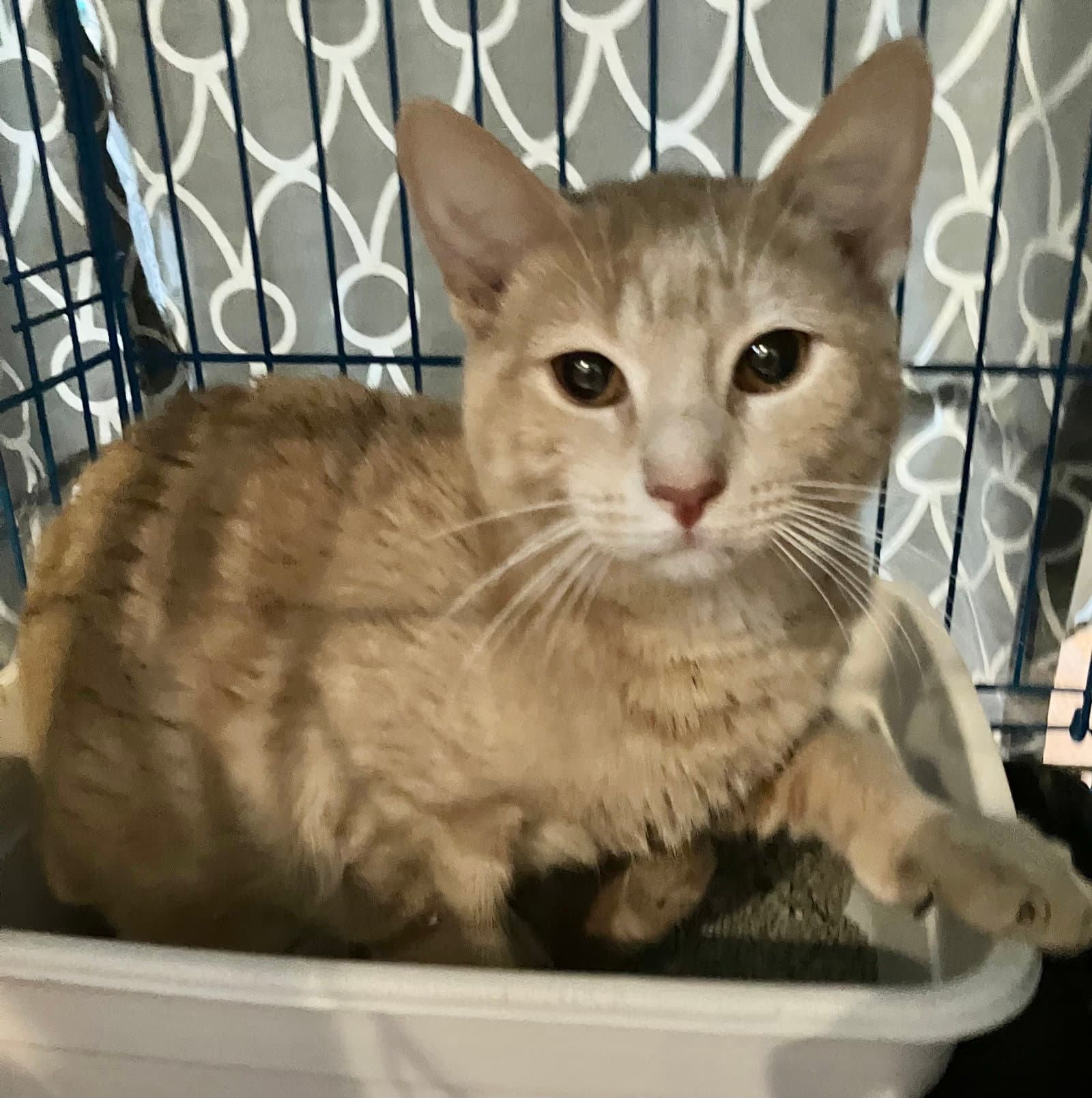 Papyrus - Domestic Short Hair