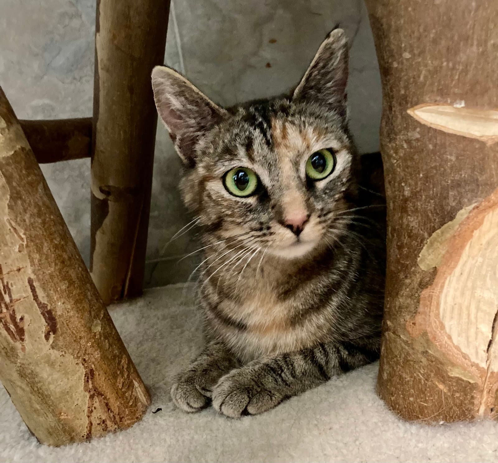 Ginger - Torbie