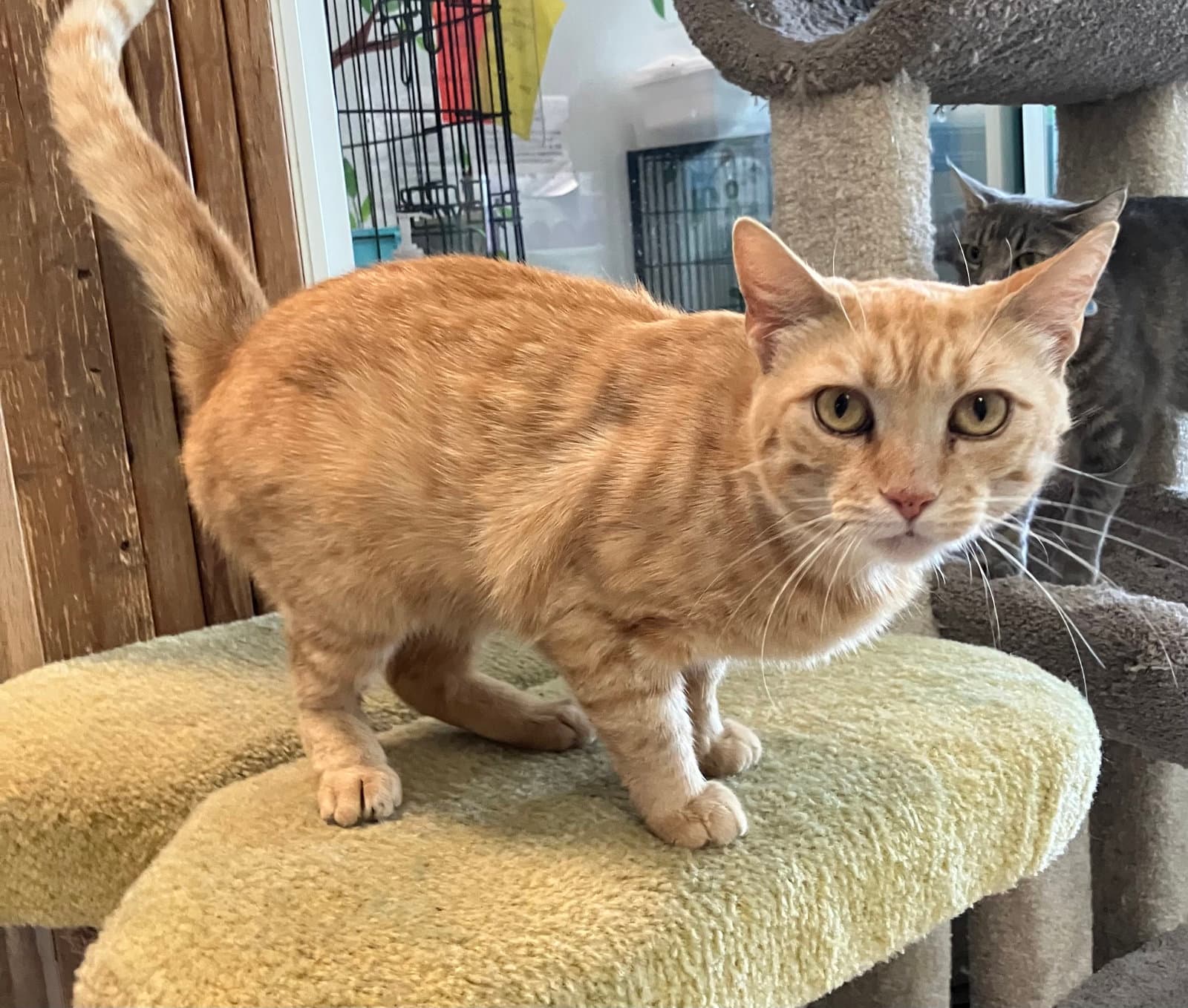 Myer - Tabby
