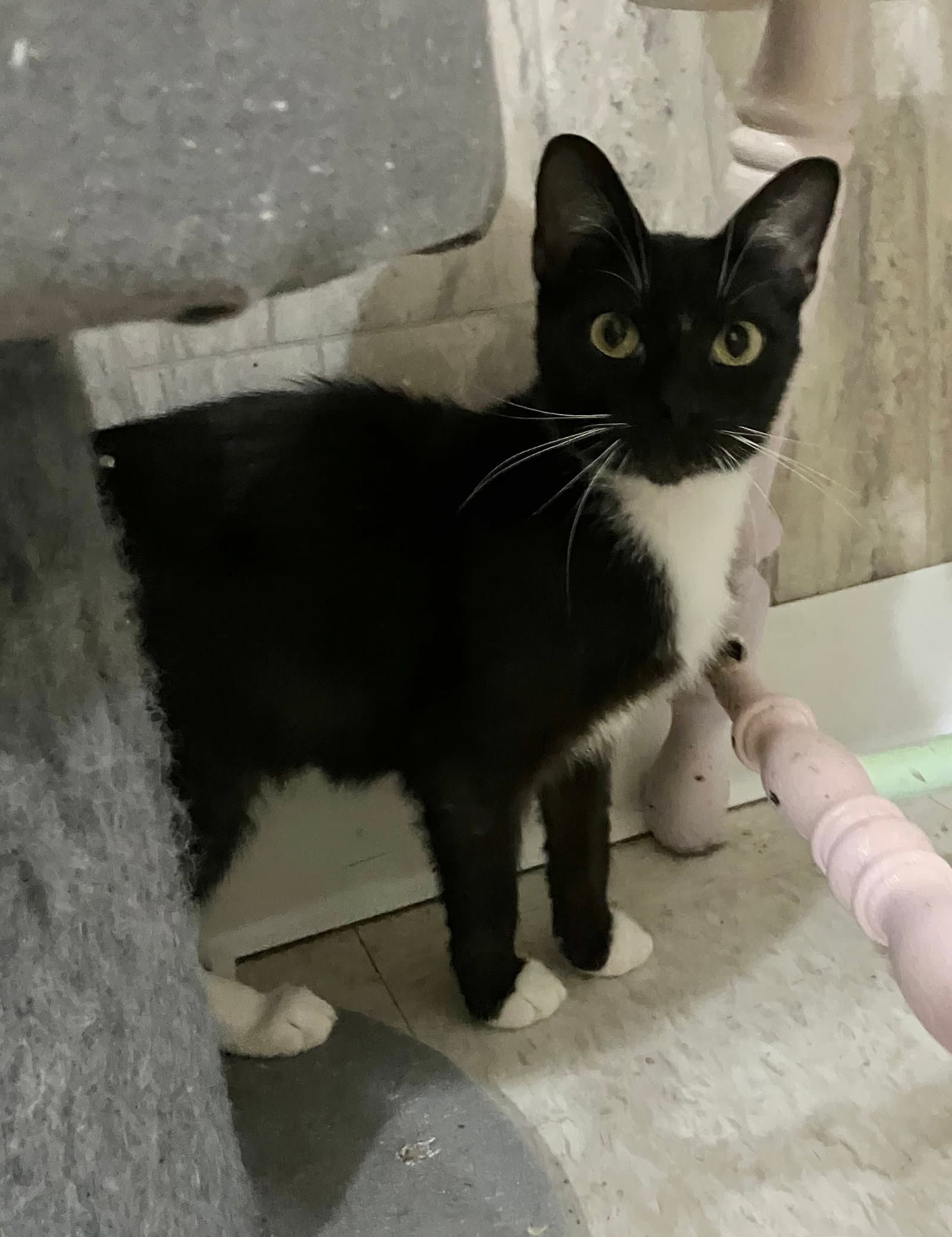 Arabesque - Domestic Short Hair