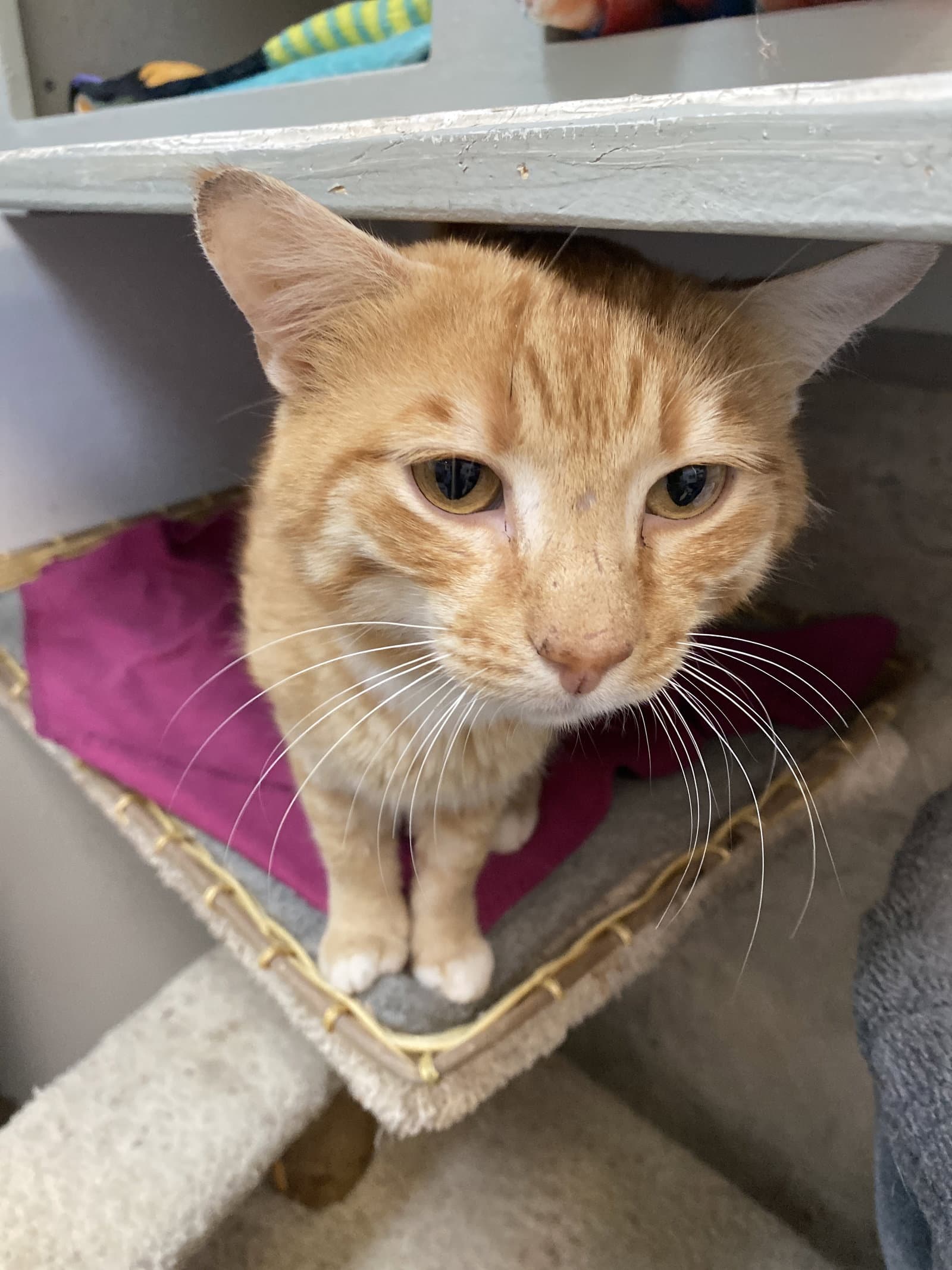 Zander - Domestic Short Hair