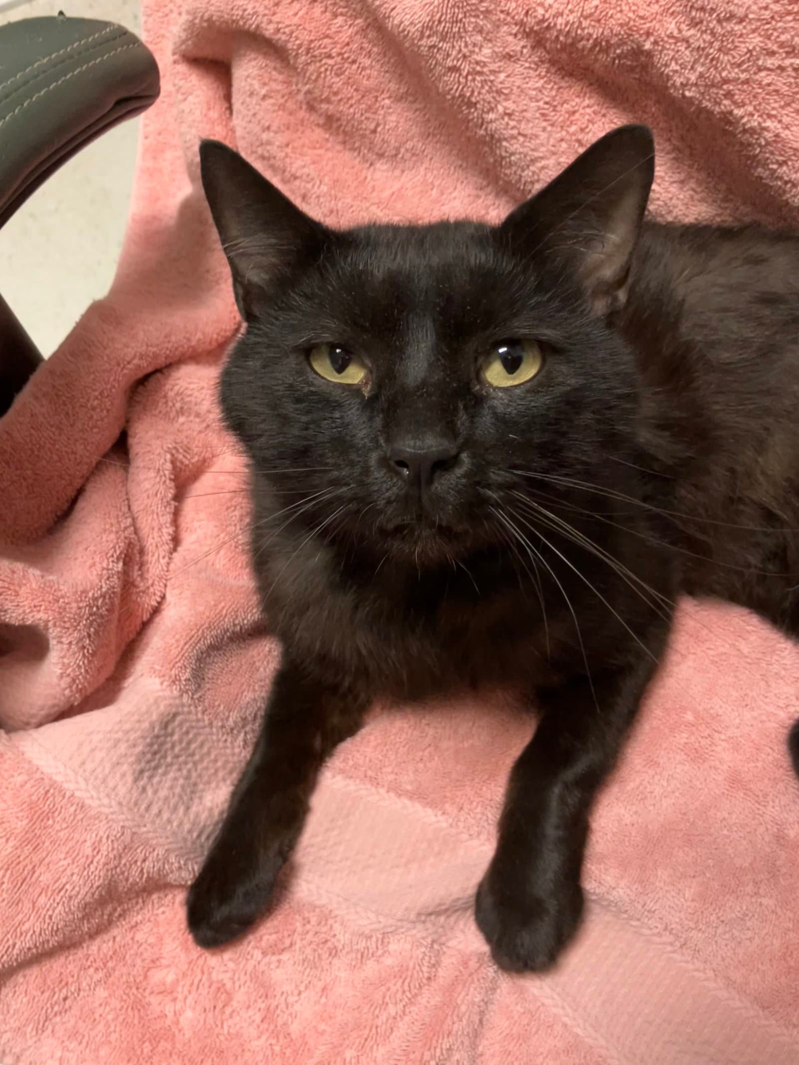Arnold - Domestic Short Hair