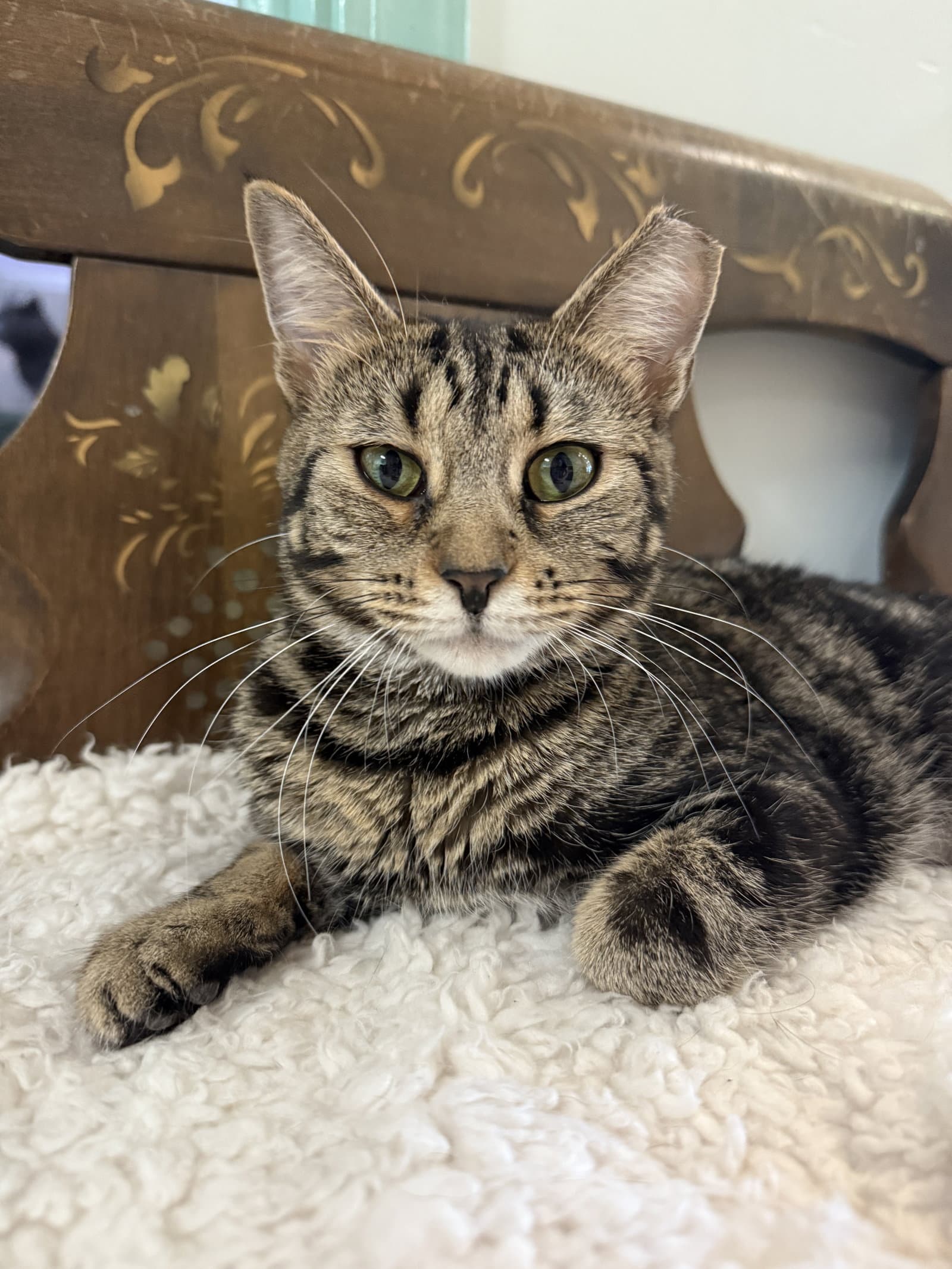Pecan Pie - Tabby