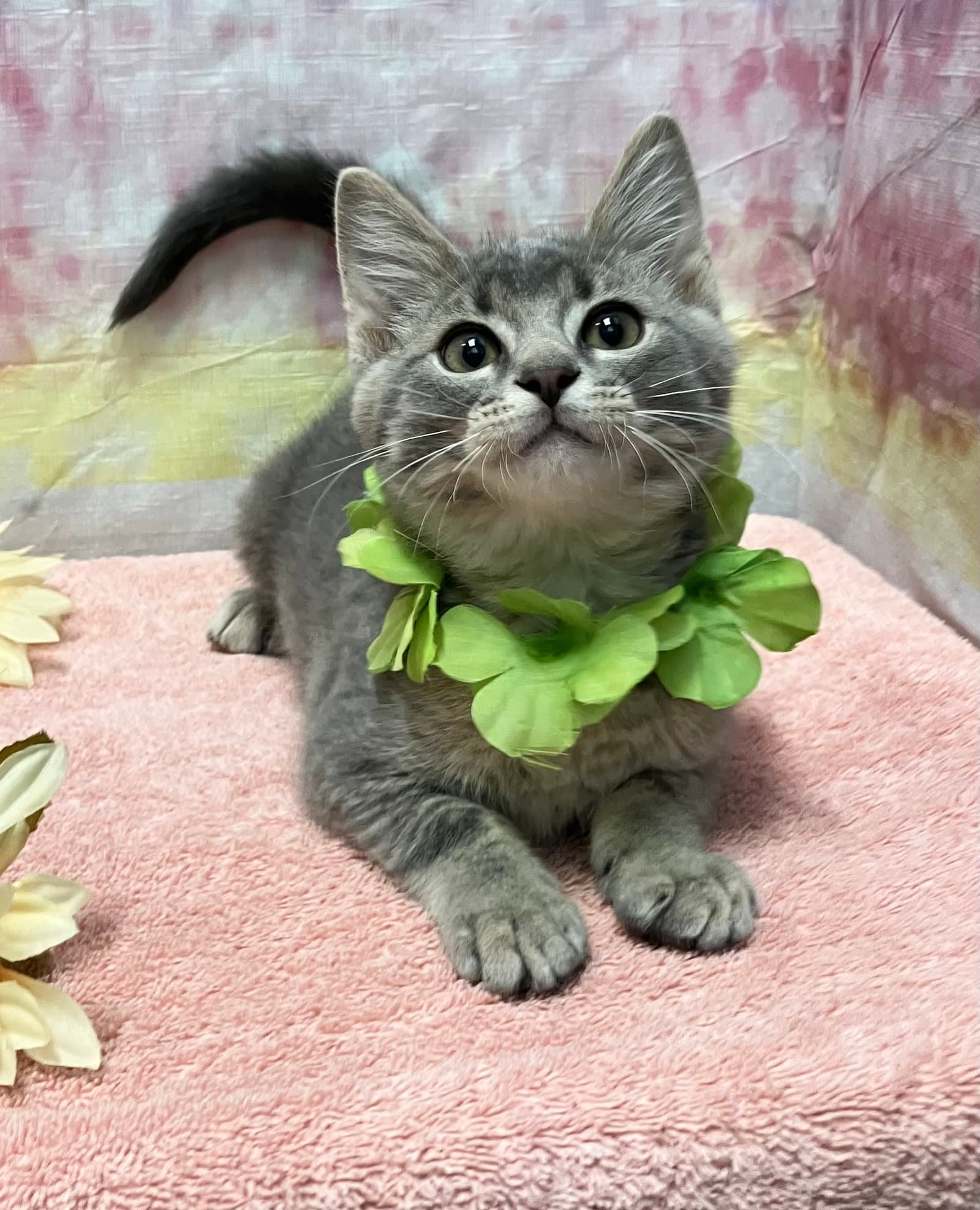 Brooks - Tabby