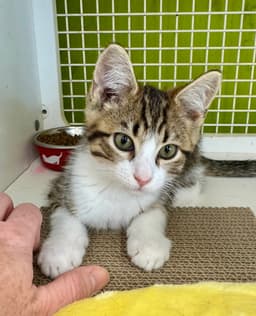 Gizmo image 1