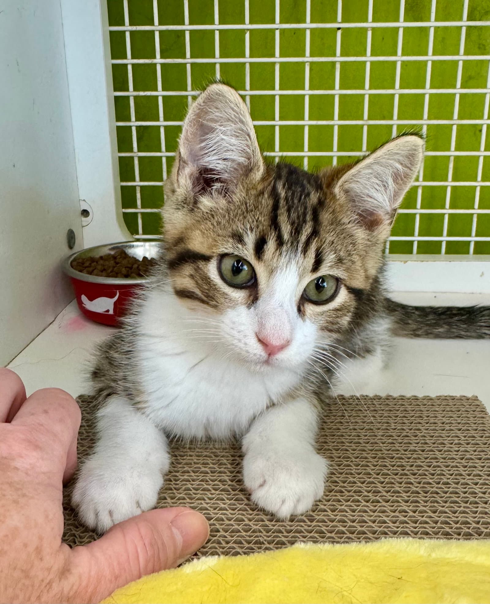 Gizmo - Tabby