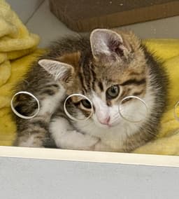 Gizmo image 2