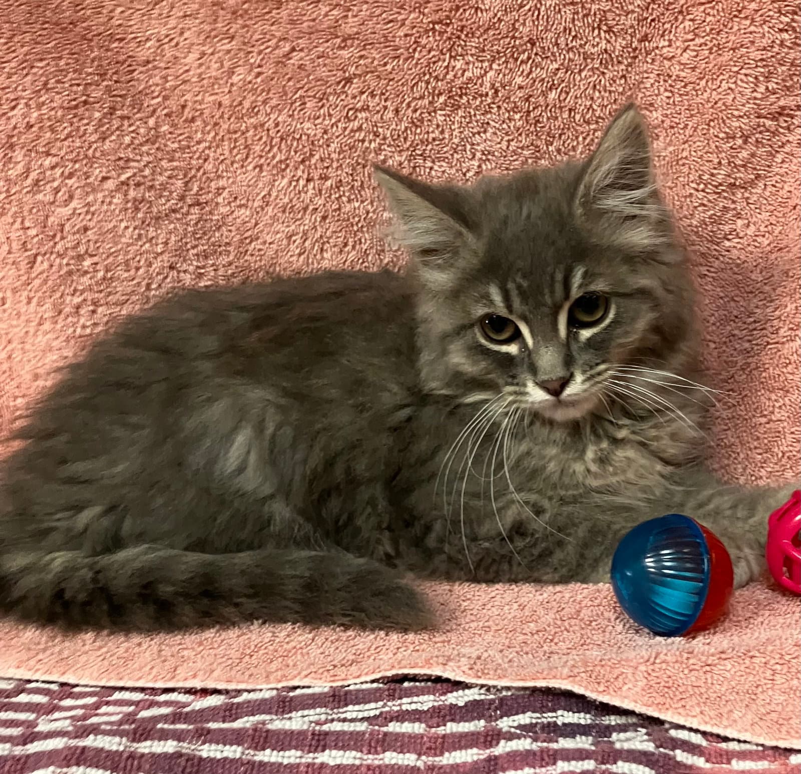 Fillie - Domestic Long Hair