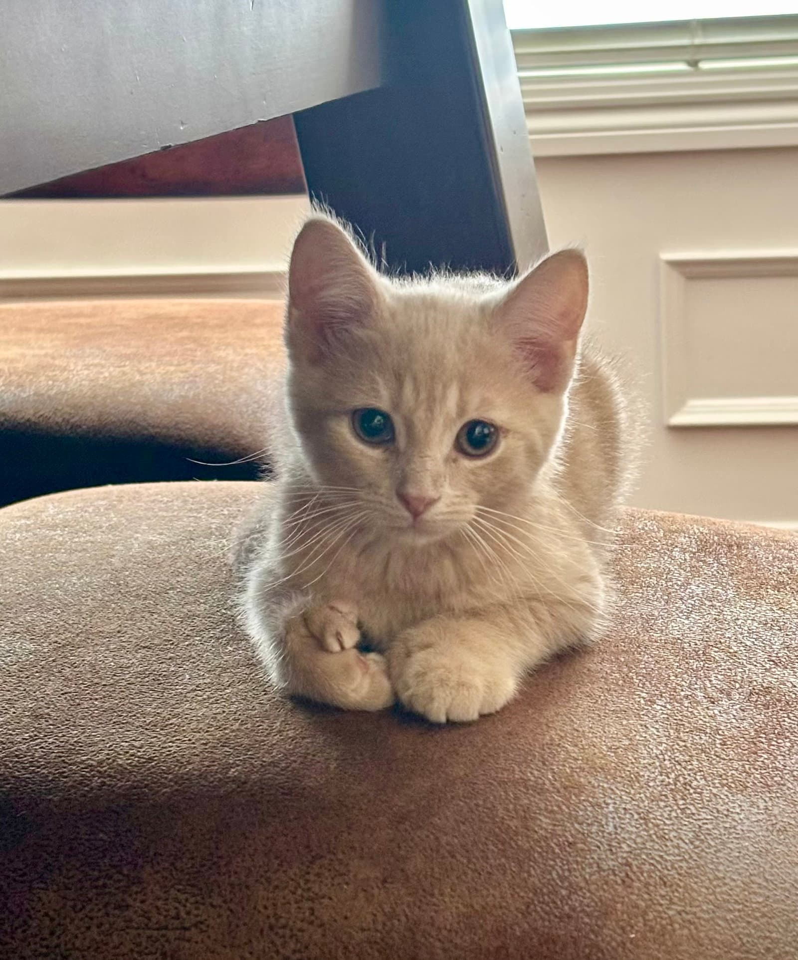 Orangina - Extra-Toes Cat (Hemingway Polydactyl)