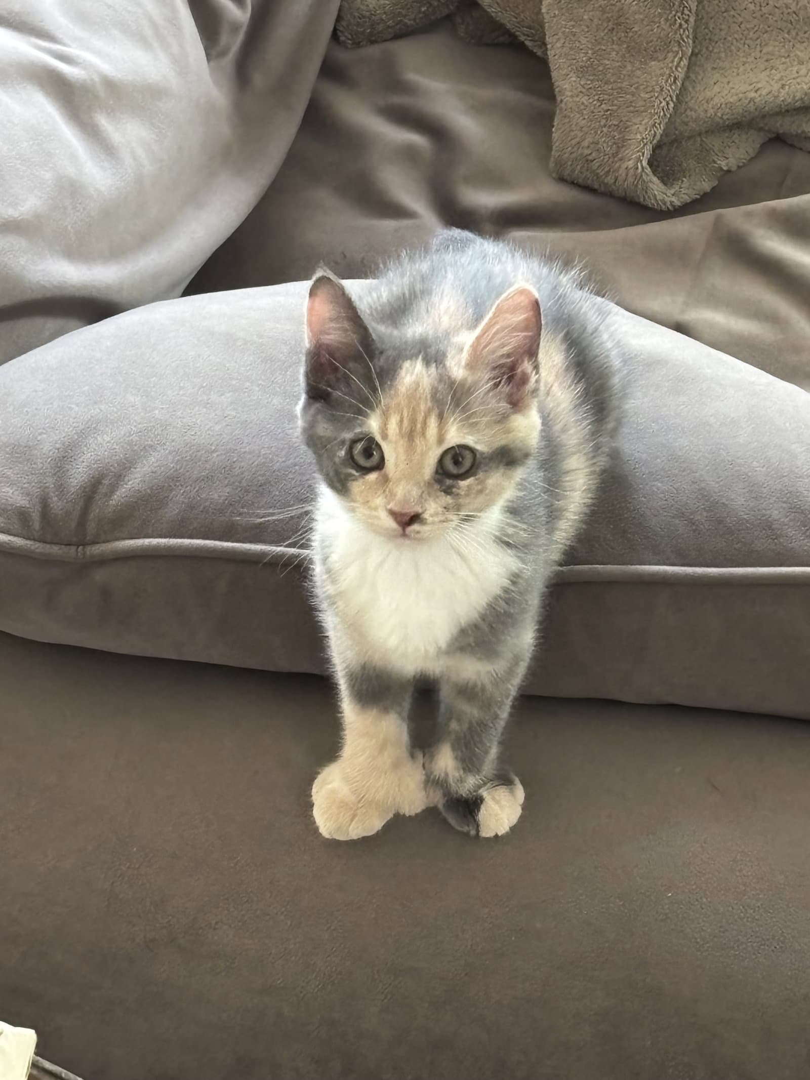 Lucille - Extra-Toes Cat (Hemingway Polydactyl)