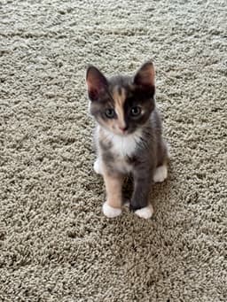 Maeve image 1