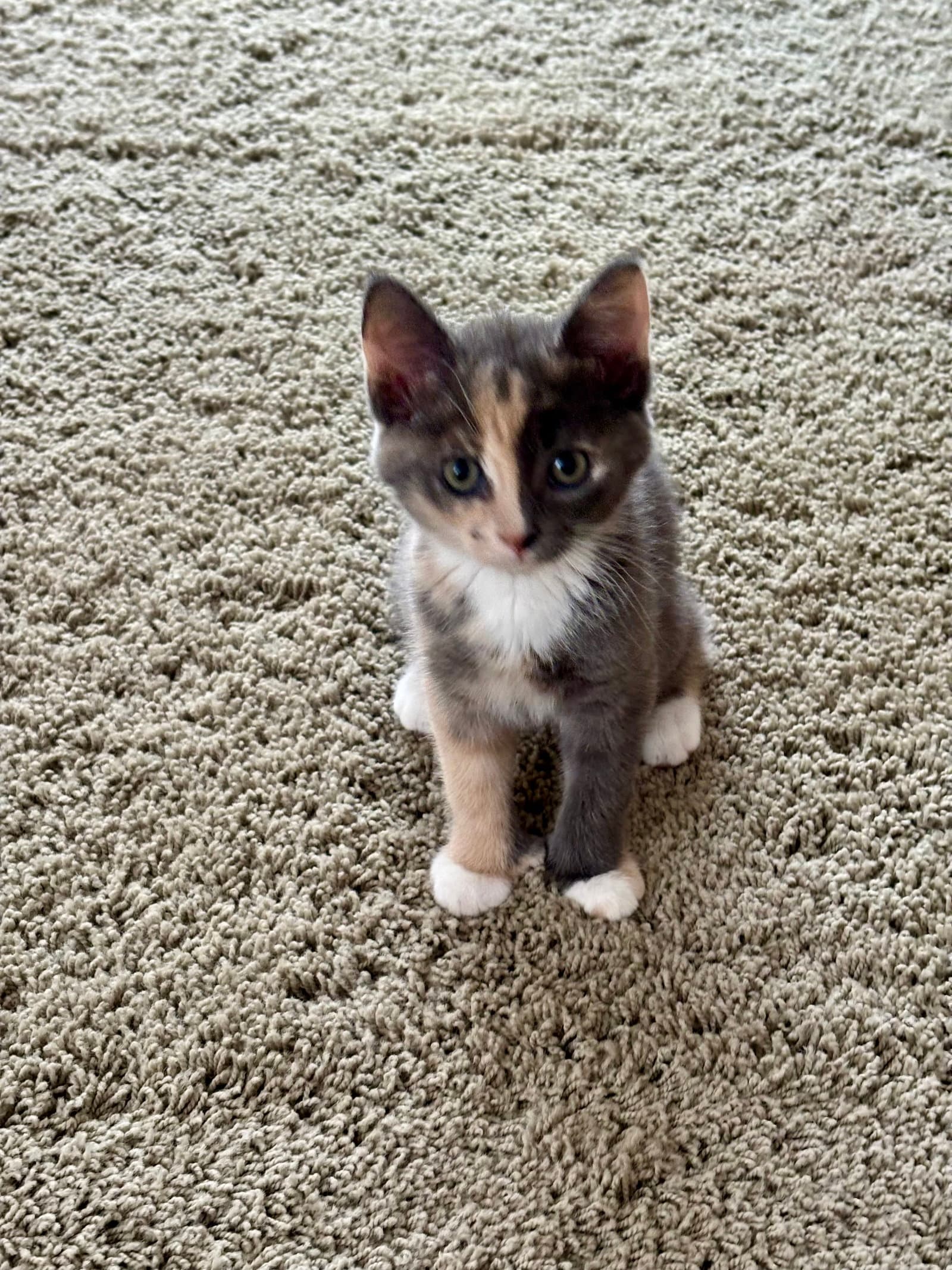 Maeve - Extra-Toes Cat (Hemingway Polydactyl)