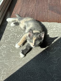 Maeve image 2