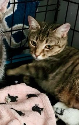 Cupcake - Domestic Short Hair