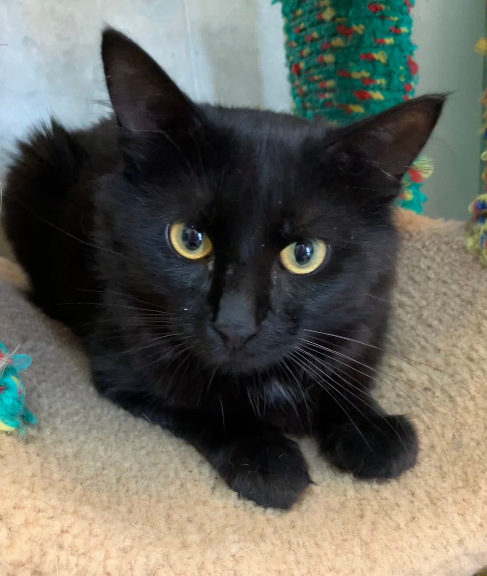 Sacha - Domestic Medium Hair