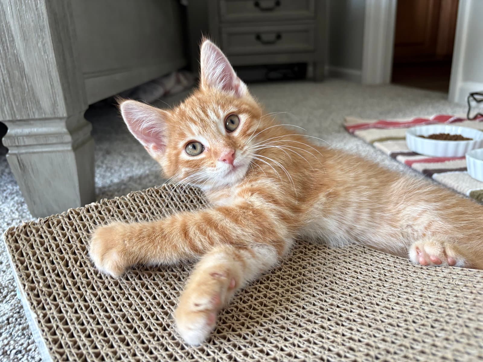 Brooks - Domestic Short Hair