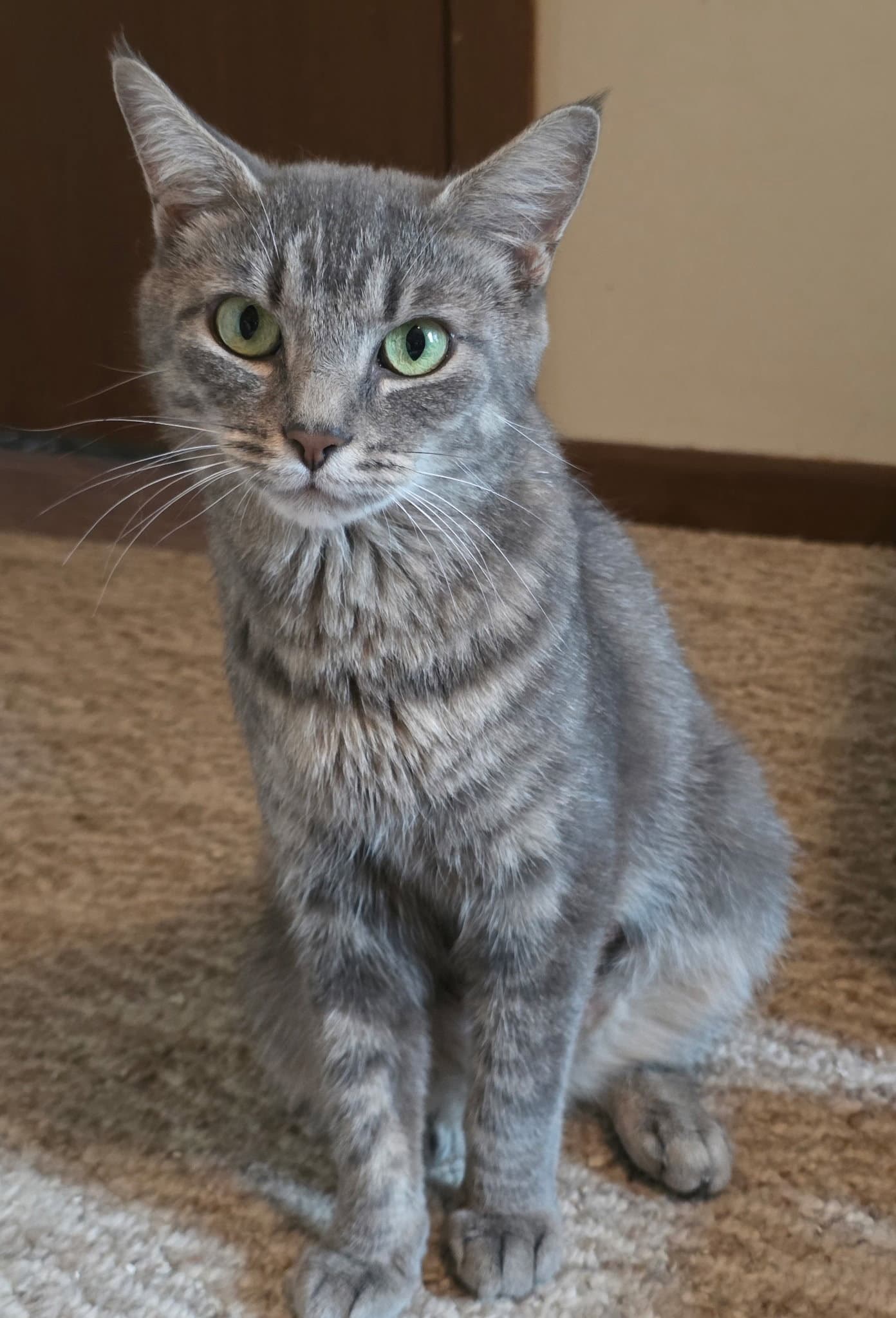 Tostado - Domestic Short Hair