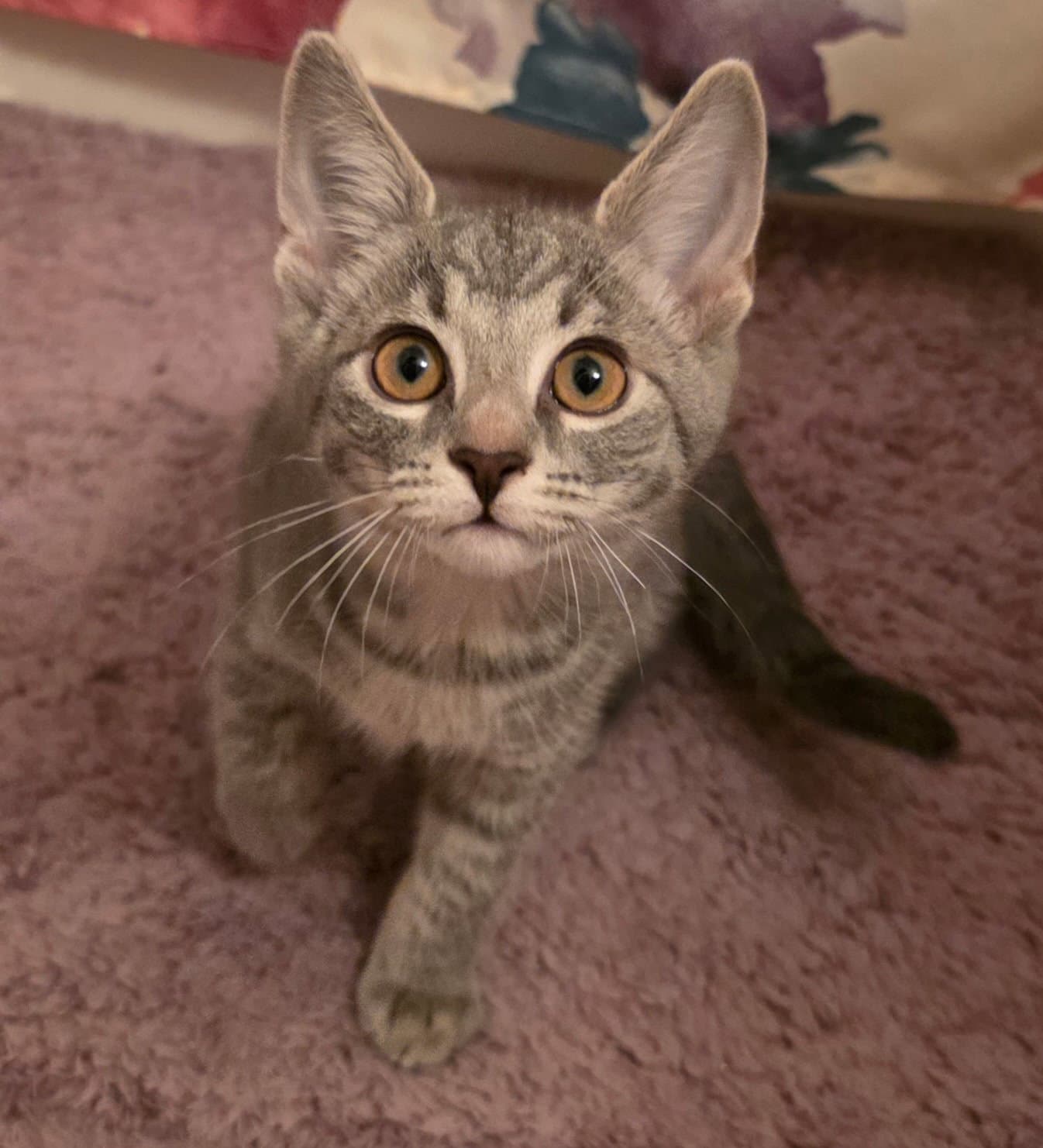 Fajita - Domestic Short Hair