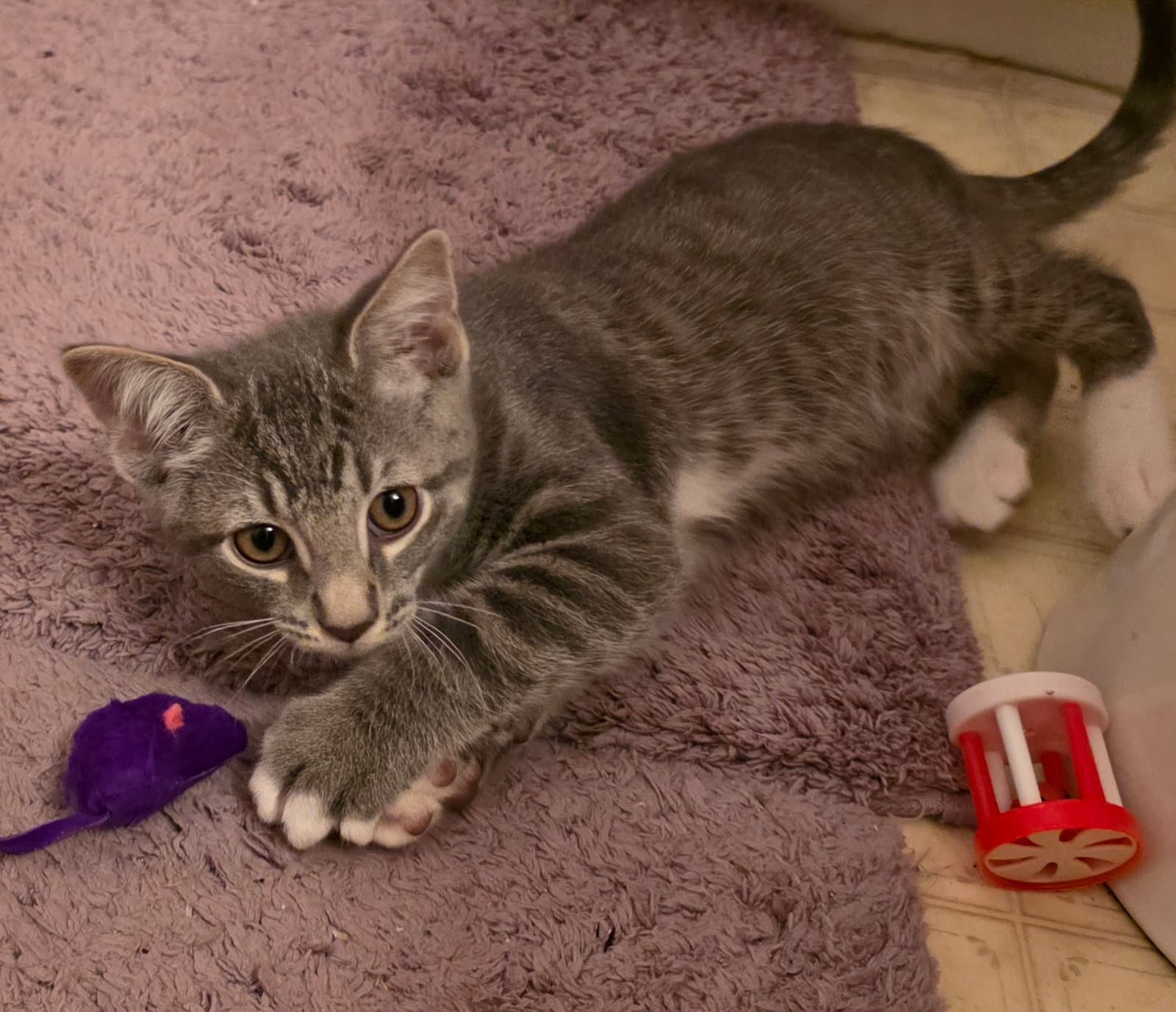 Tamale - Domestic Short Hair