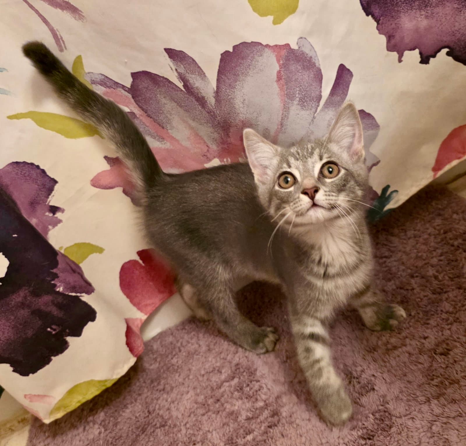 Tortilla - Domestic Short Hair