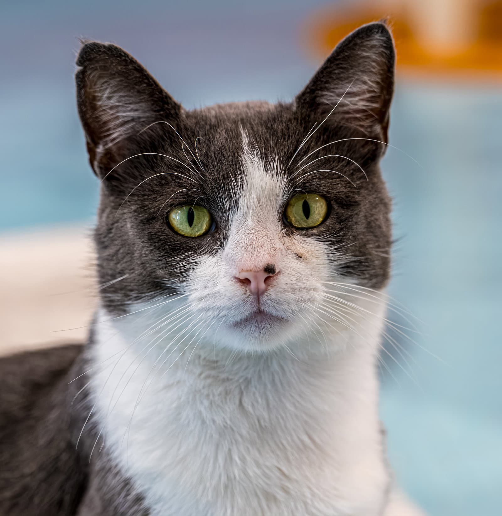 Rory - Kbc - Domestic Short Hair