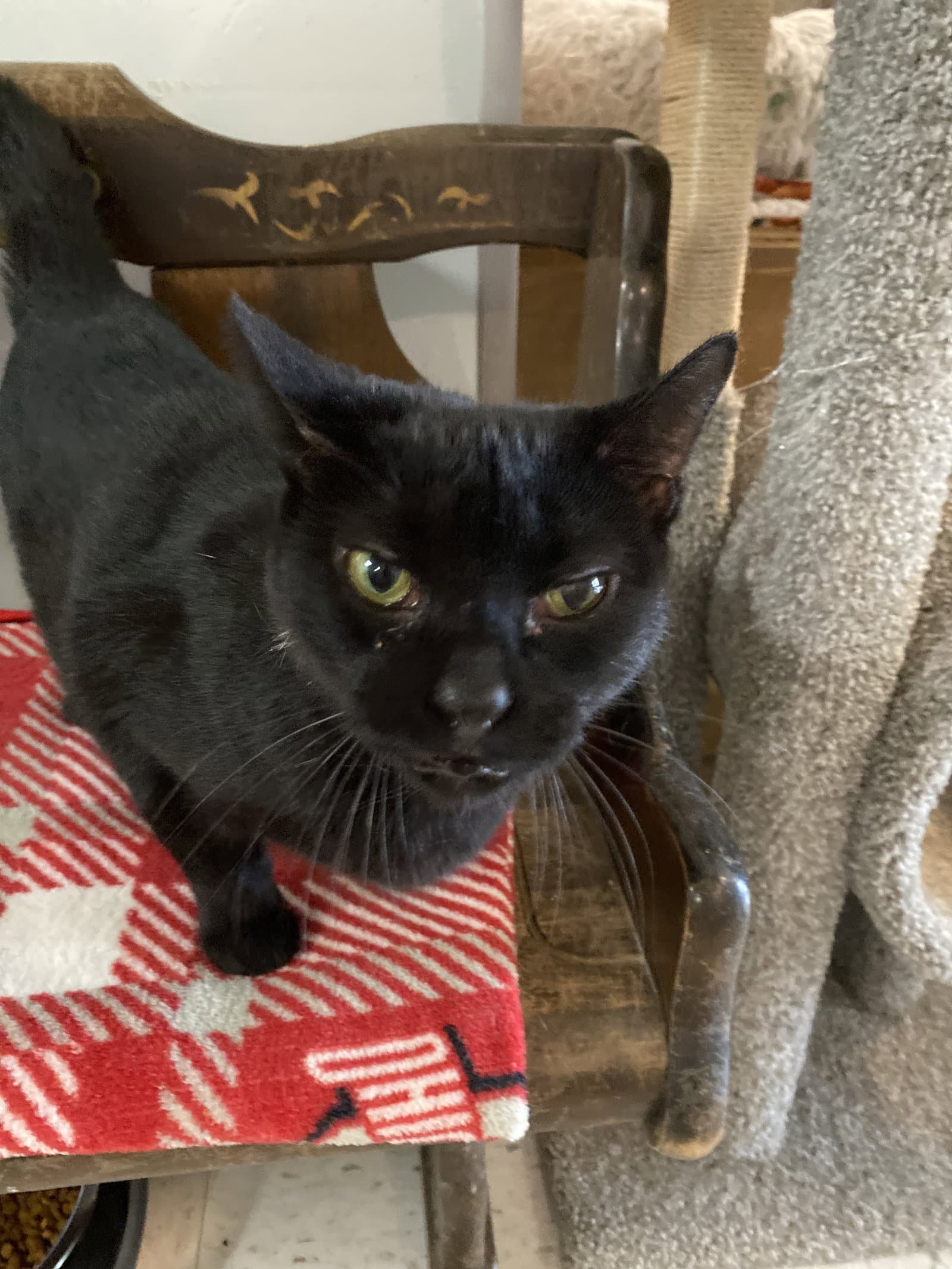 Sabrina - Domestic Short Hair
