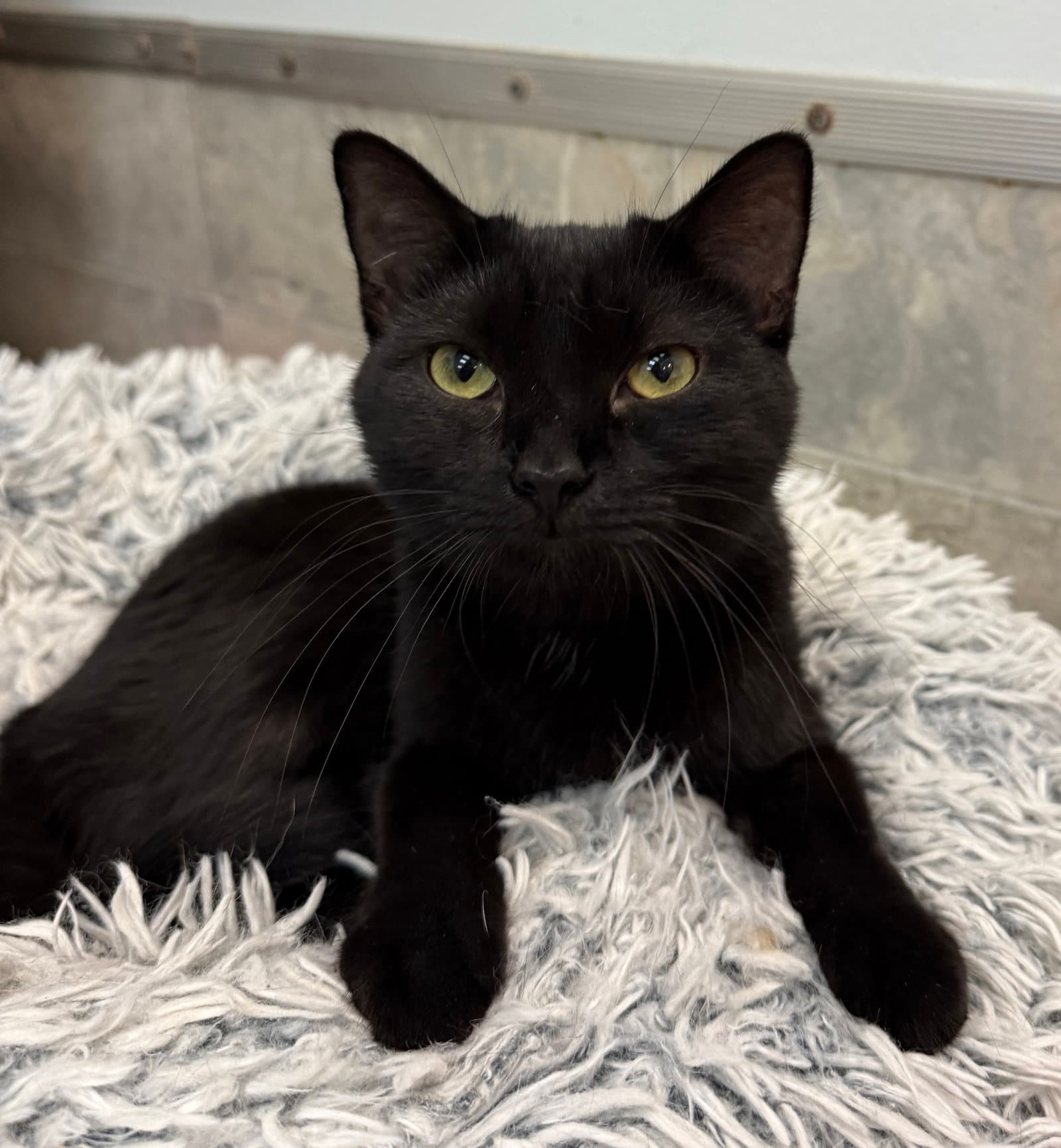 Shade - Domestic Short Hair