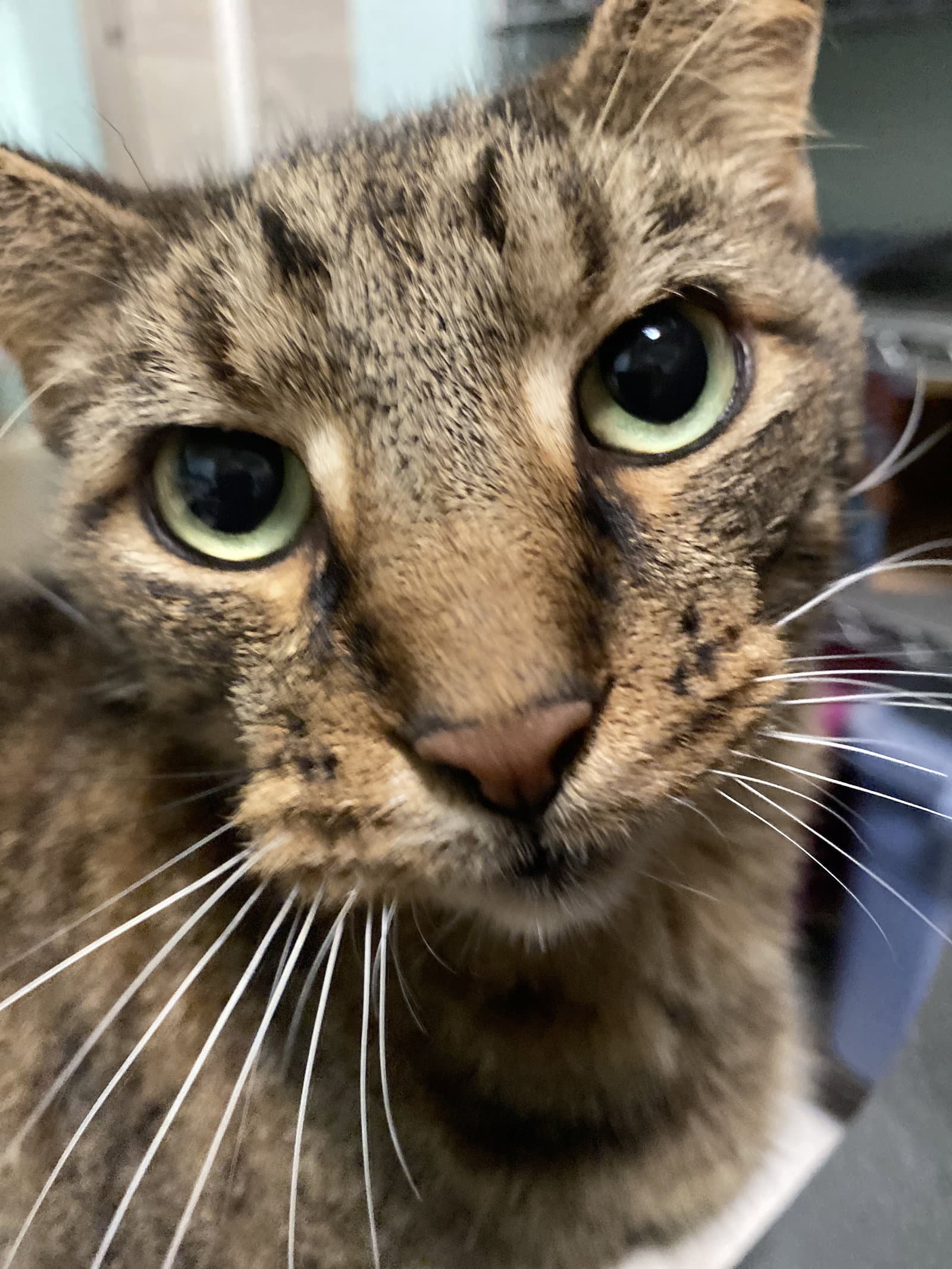 Ollie - Domestic Short Hair