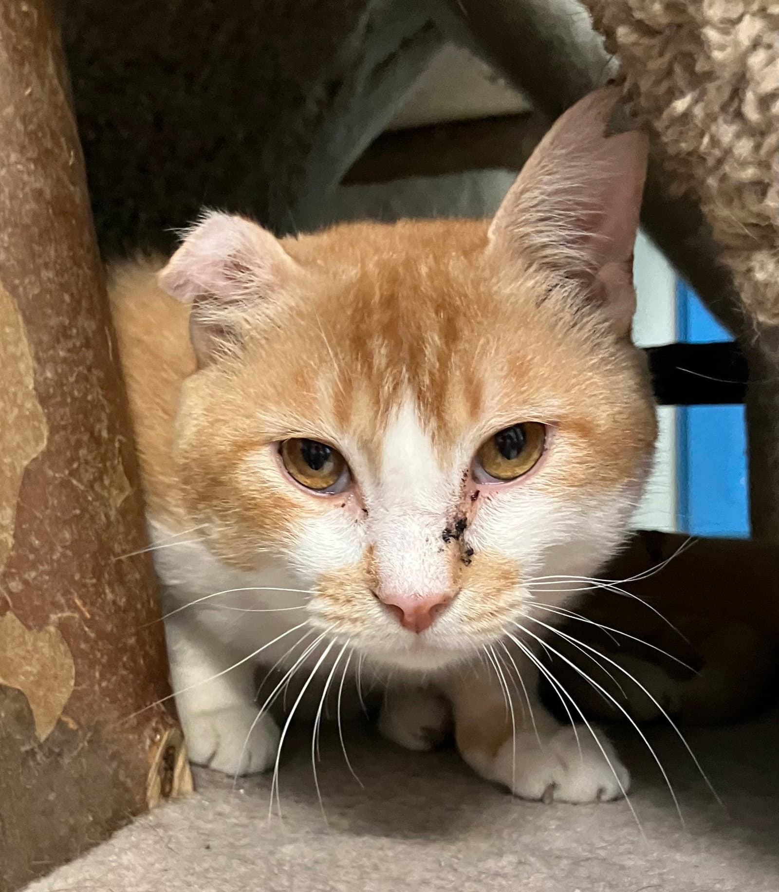 Marley - Domestic Short Hair
