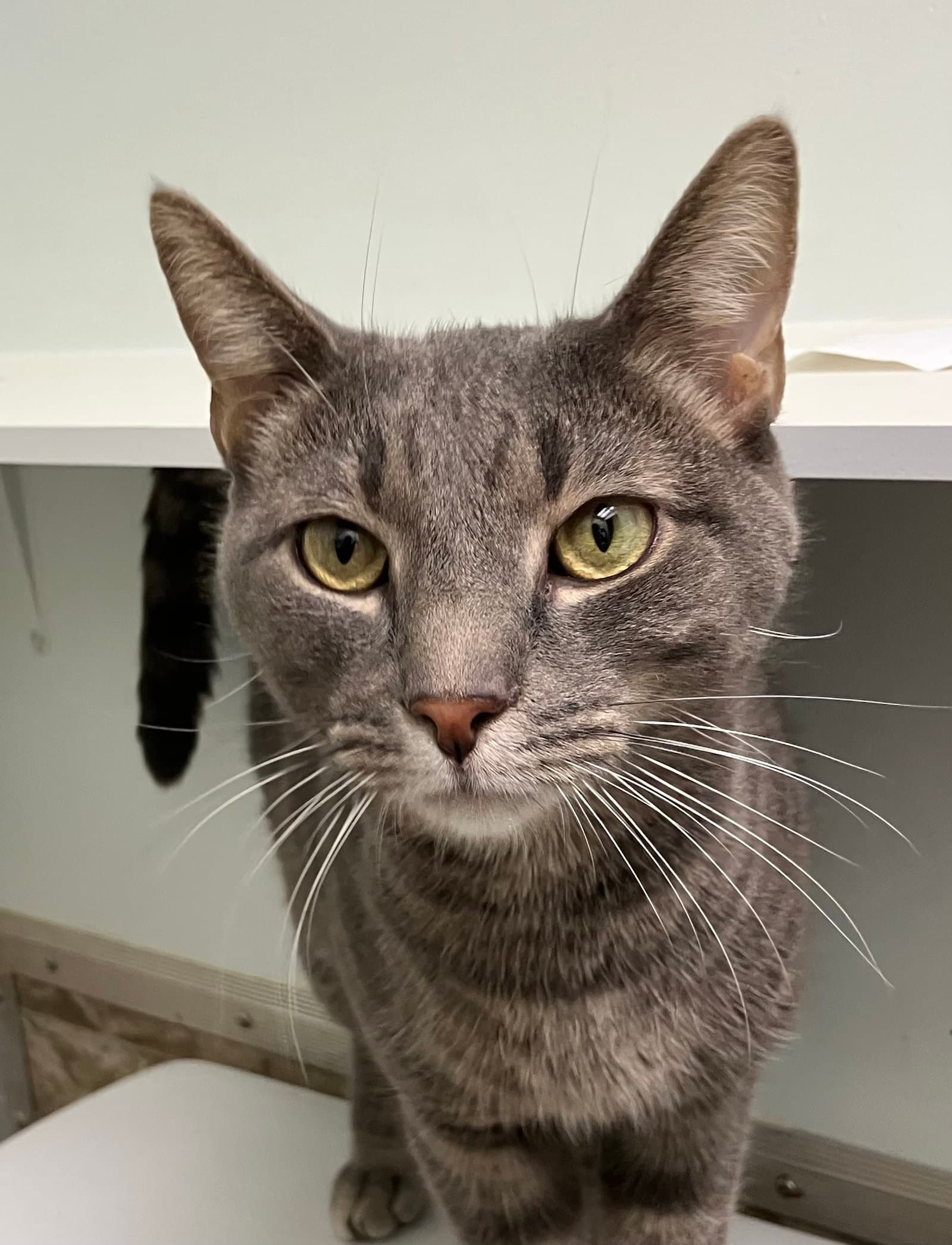 Corndog - Domestic Short Hair