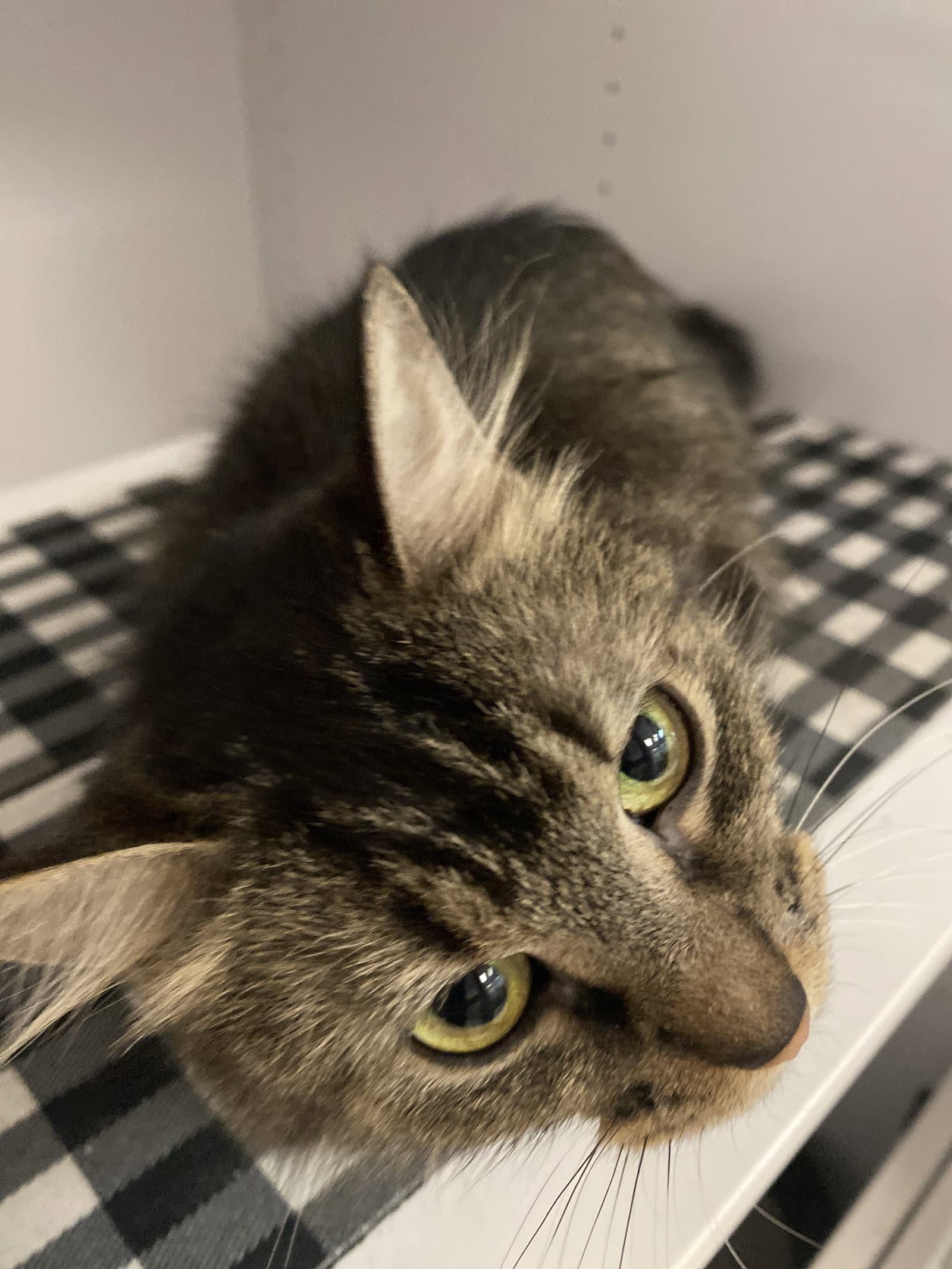 Mars - Domestic Long Hair
