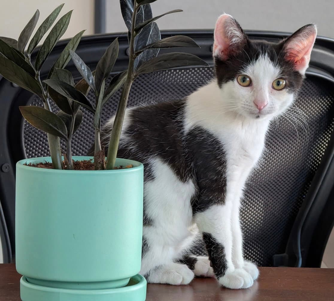 Martina Bonded With Fizzy - Domestic Short Hair